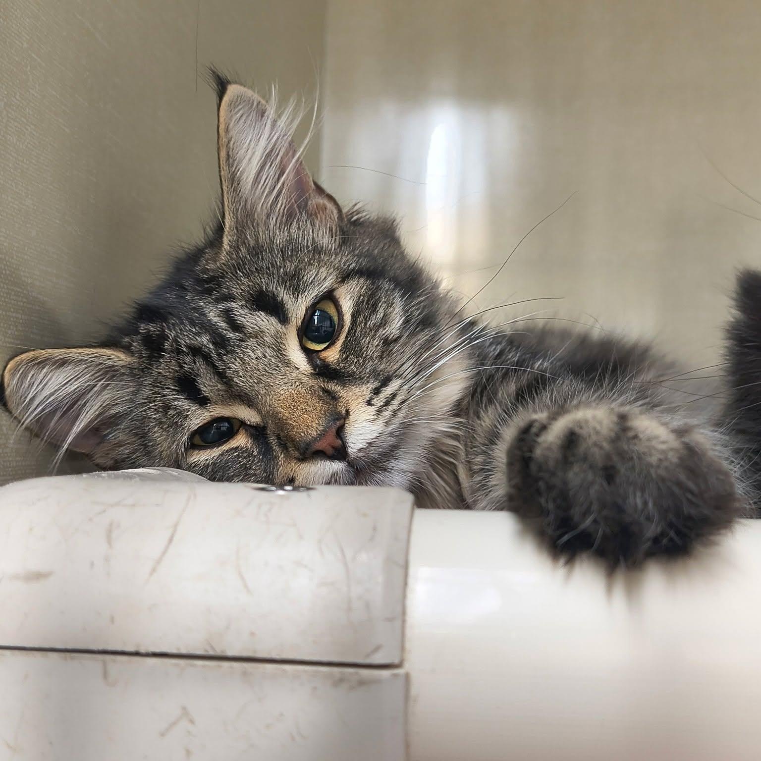 Tabitha, adopted, Kitten Female Domestic Medium Hair.