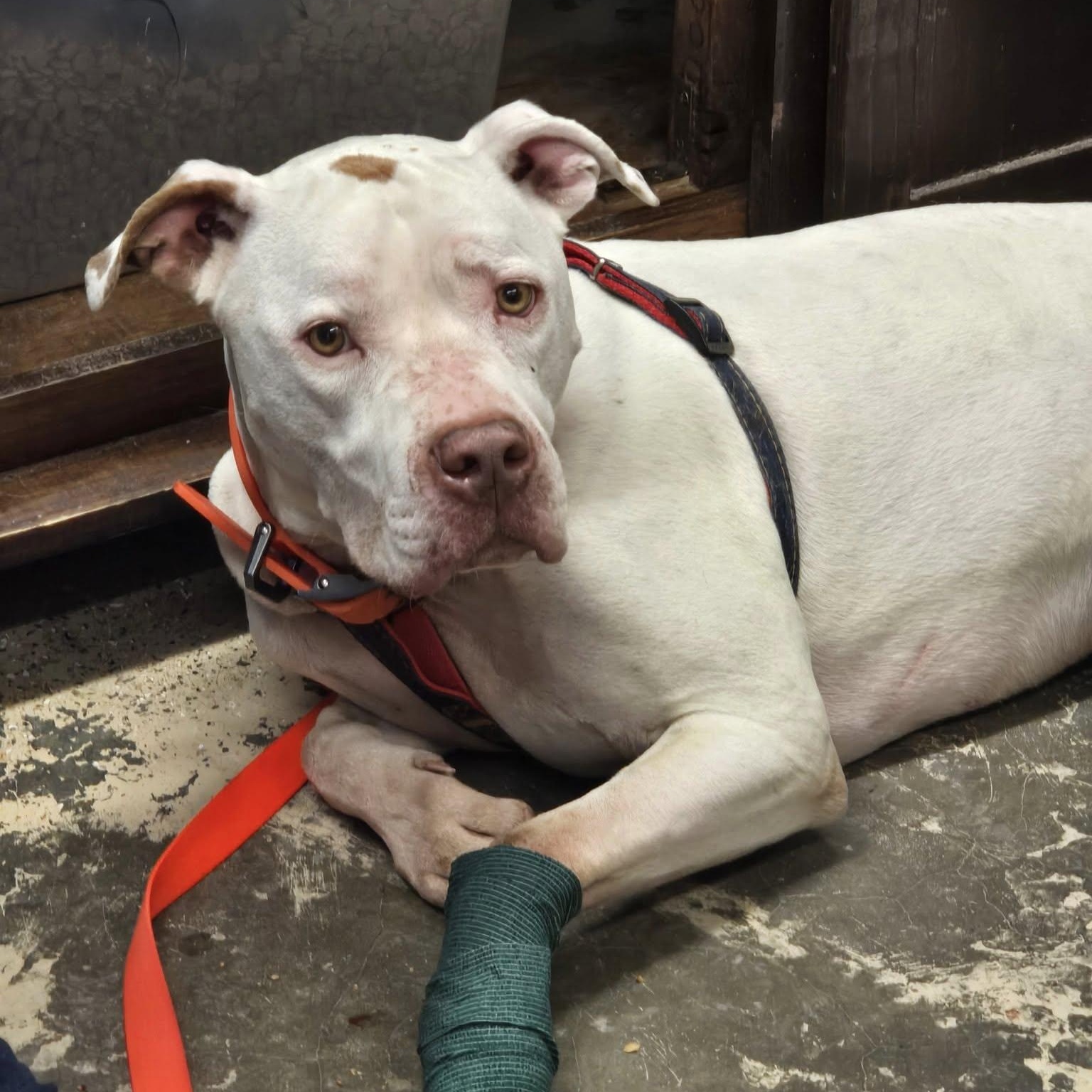 Enlarge Jax, an adopted Mixed Breed in Saint Marys, PA image 1/2