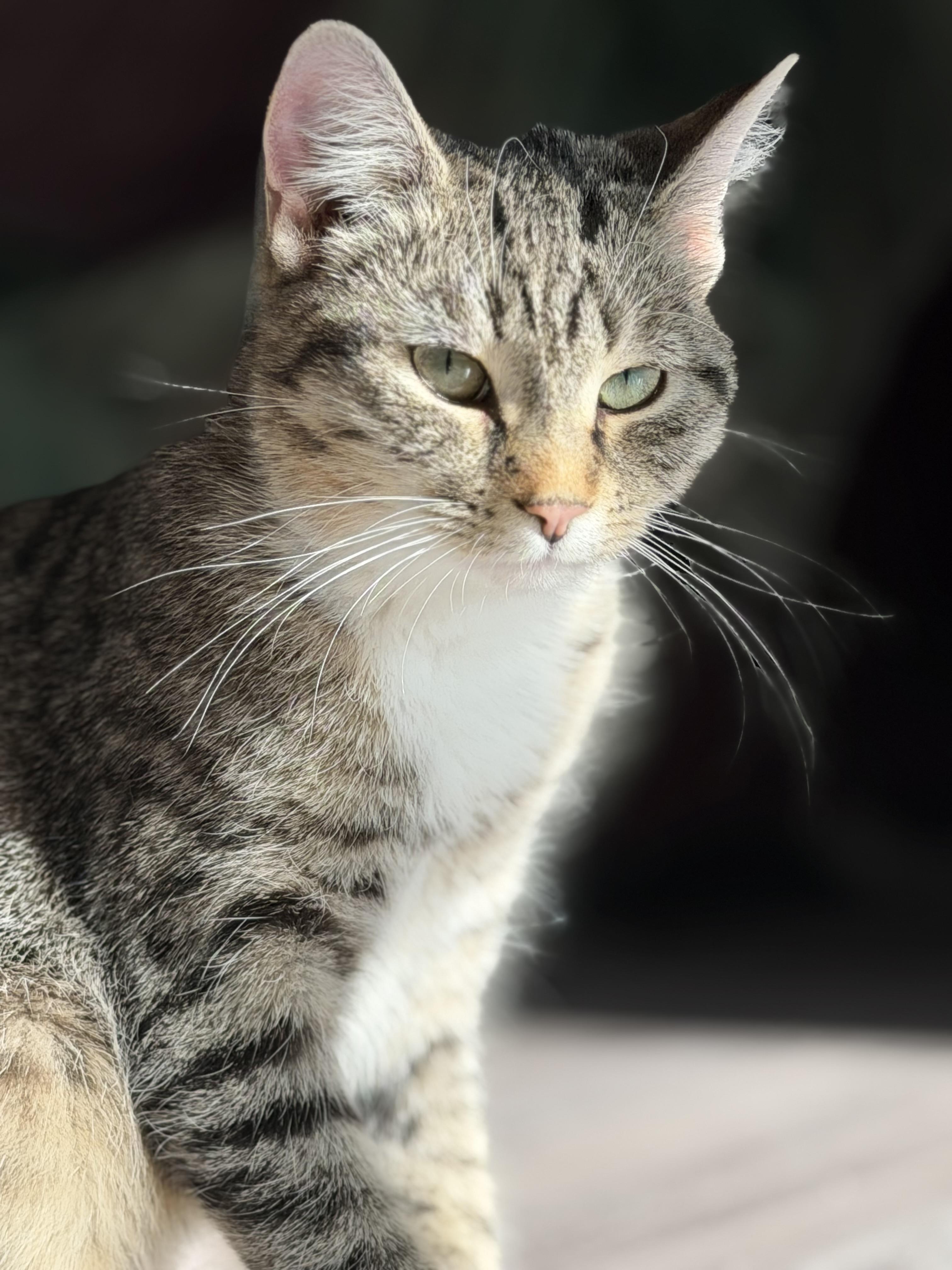 Roxie, Adoptable, Young Female Domestic Short Hair.