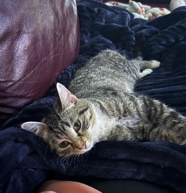 Roxie, Adoptable, Young Female Domestic Short Hair.