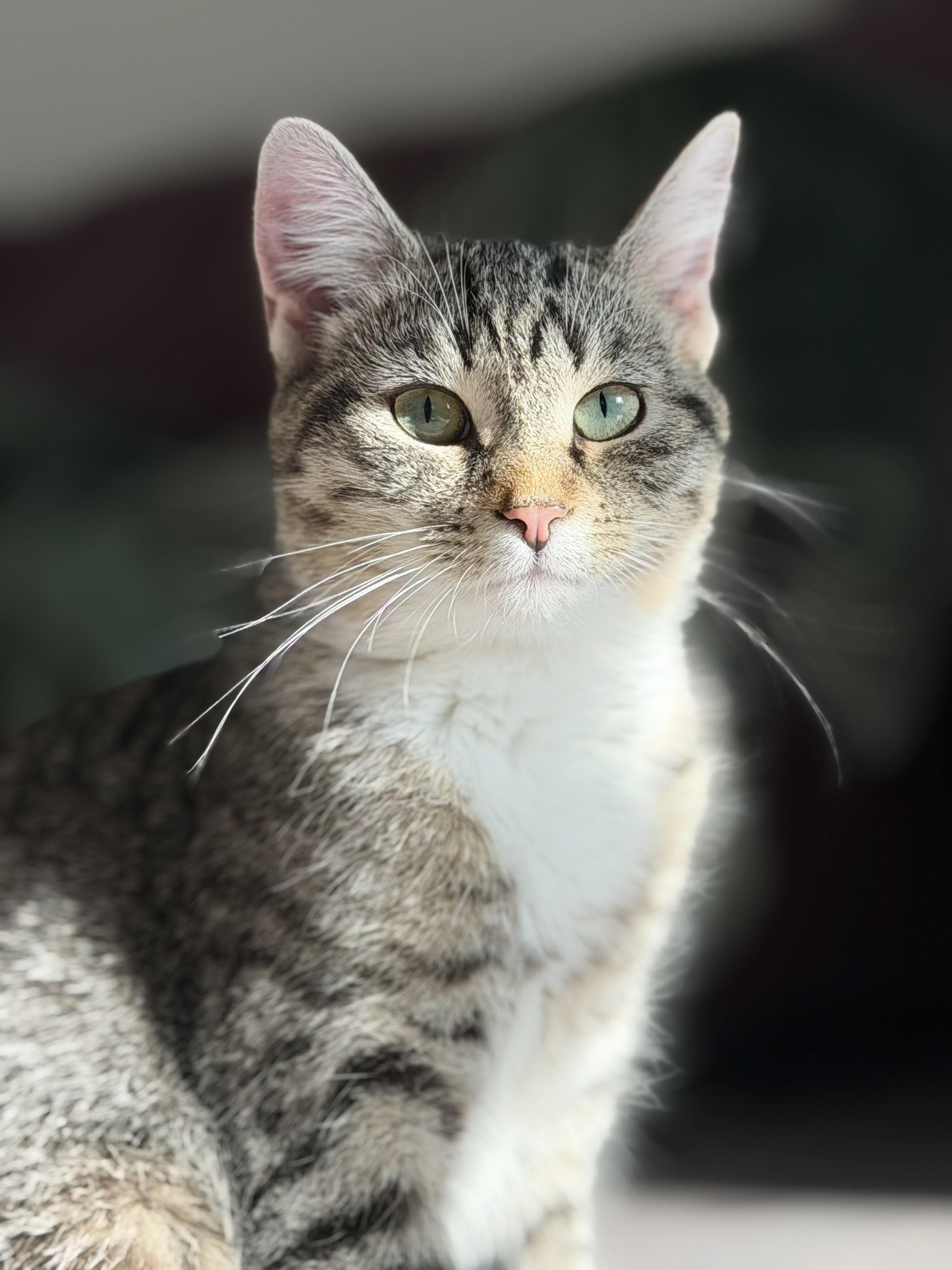 Enlarge Roxie, a Adoptable mixed breed in Steinbach, MB image 3/6