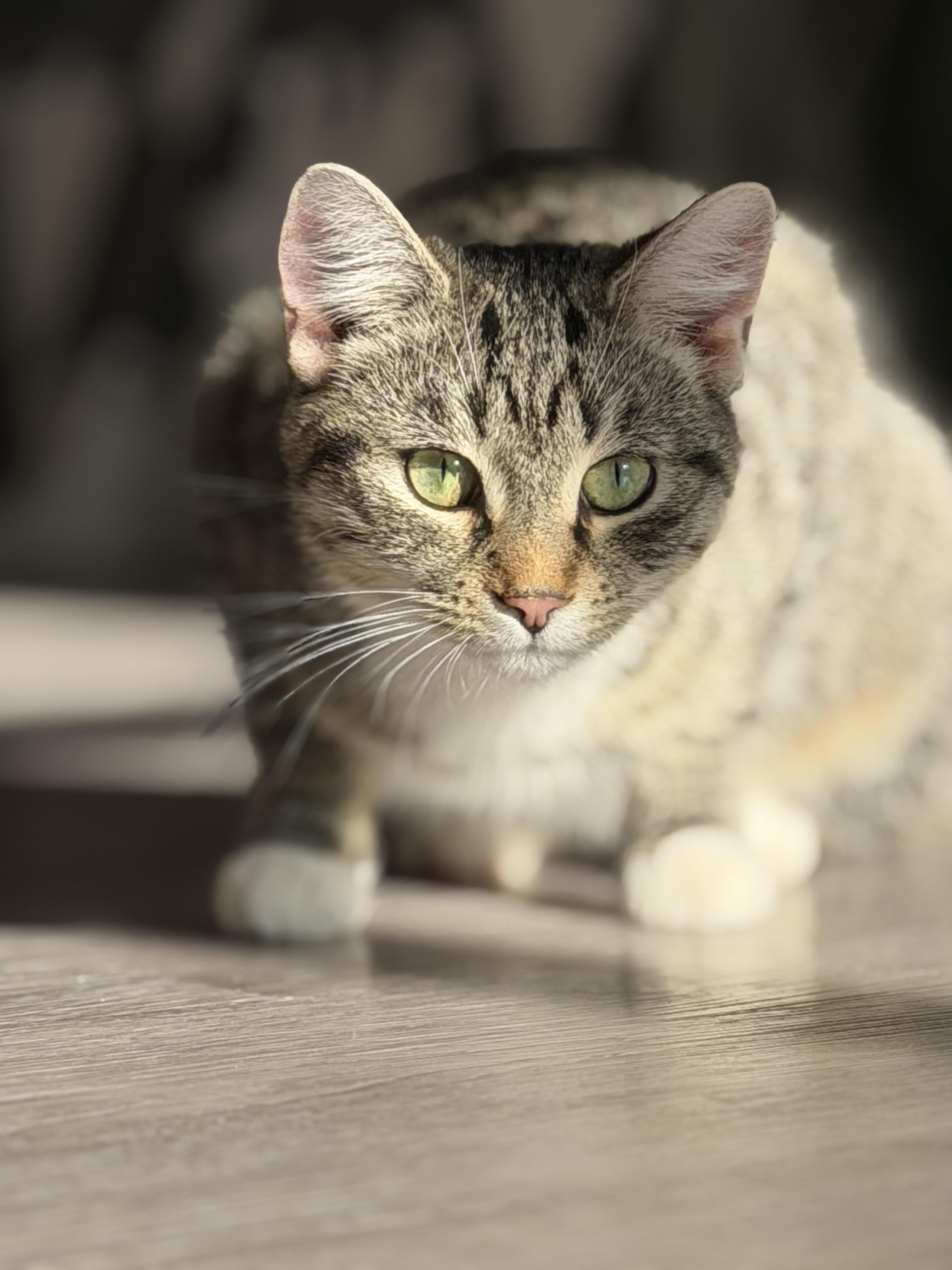 Enlarge Roxie, a Adoptable mixed breed in Steinbach, MB image 4/6