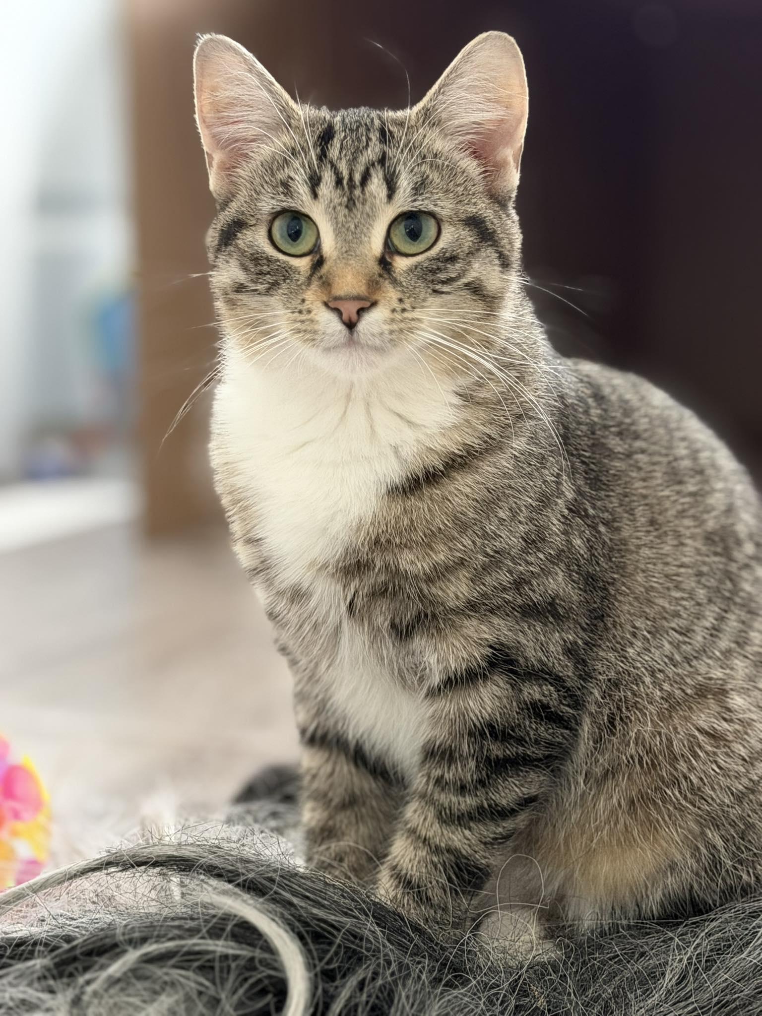 Enlarge Roxie, a Adoptable mixed breed in Steinbach, MB image 5/6