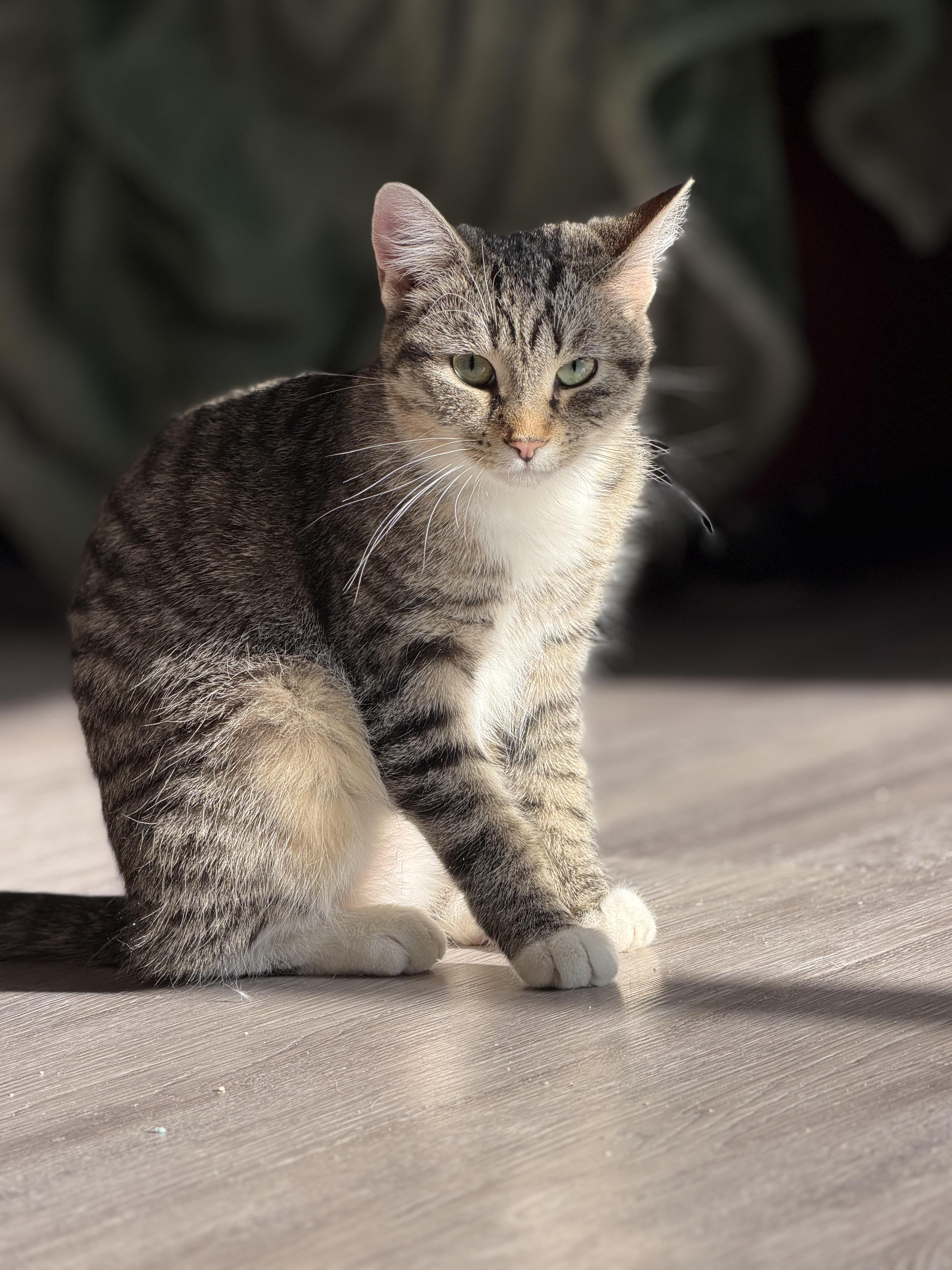 Enlarge Roxie, a Adoptable mixed breed in Steinbach, MB image 6/6