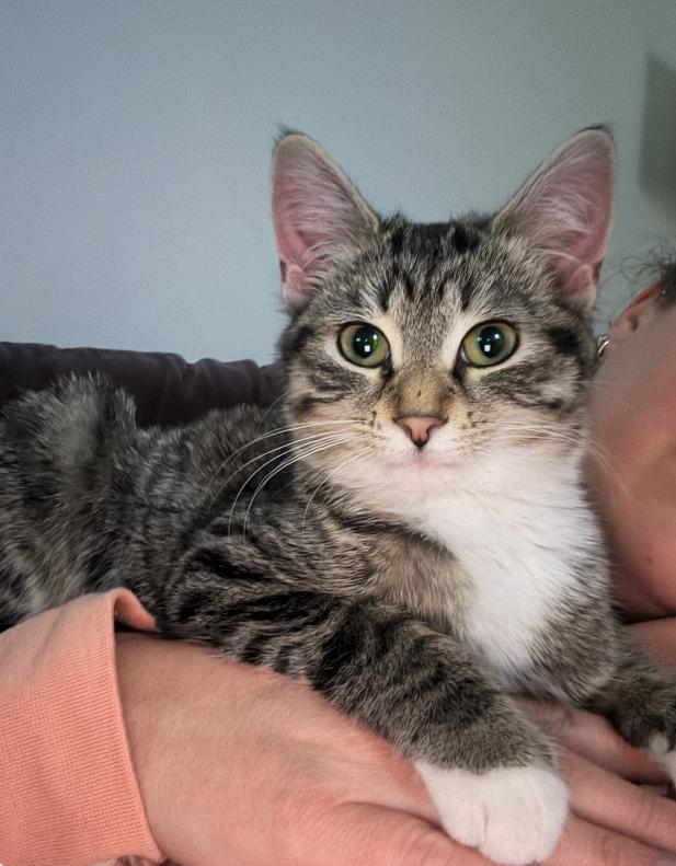Roxie, a Adoptable mixed breed in Steinbach, MB image 6/6