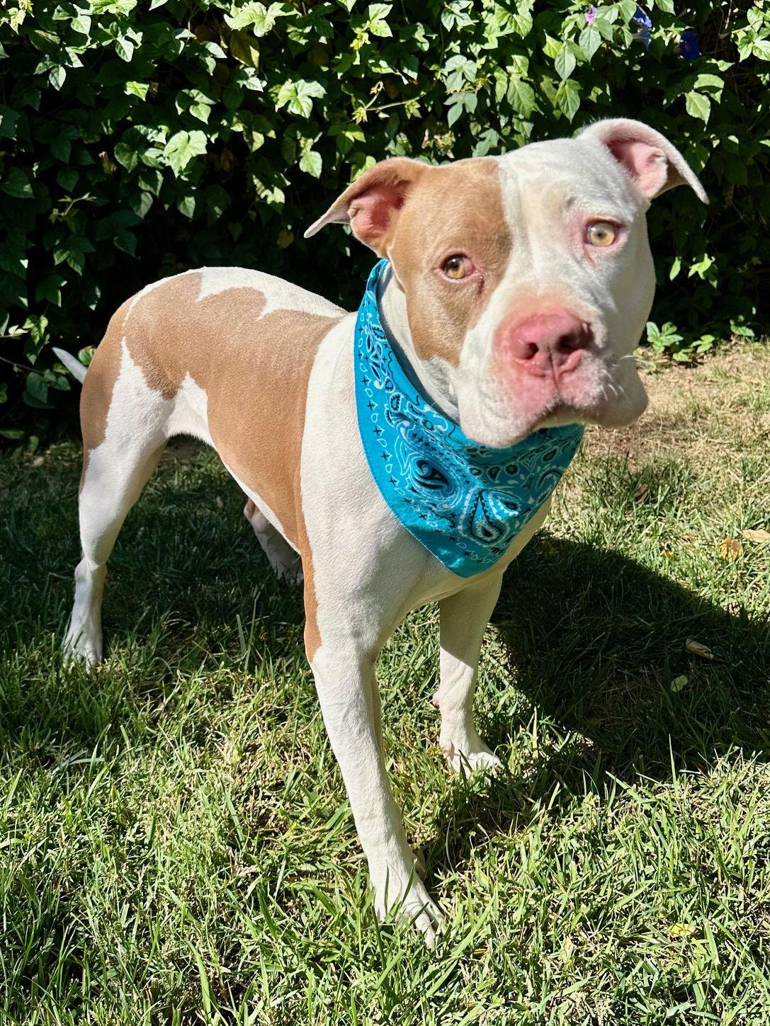 Ziggy, Adoptable, Adult Male Pit Bull Terrier.