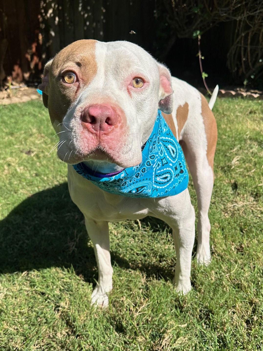Ziggy, a Adoptable Pit Bull Terrier in Redlands, CA image 3/3