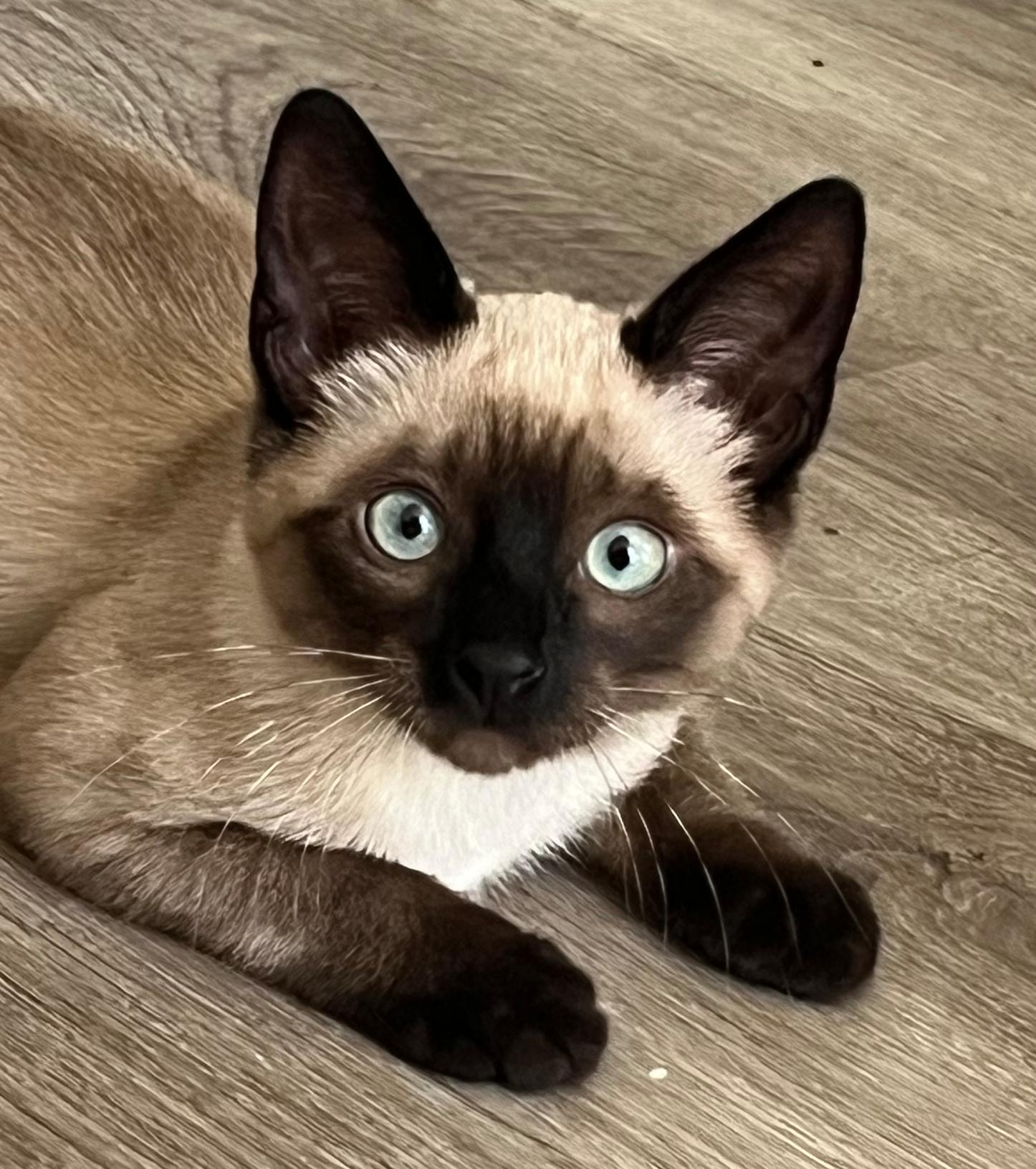 Kobe, adopted, Kitten Male Siamese.