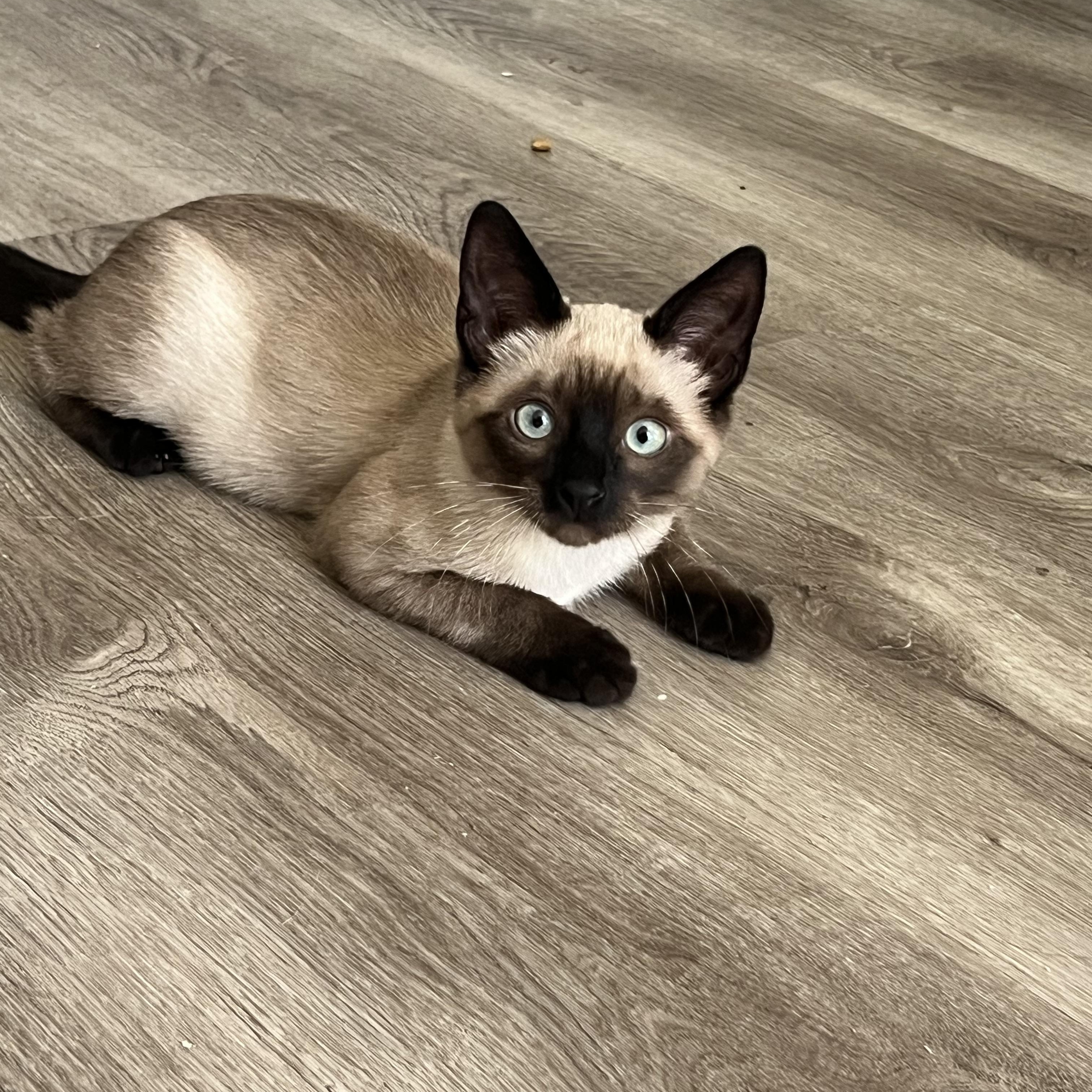 Kobe, an adopted Siamese in Fort Worth, TX image 2/4