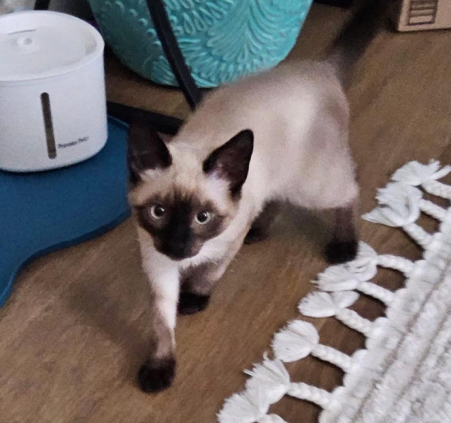 Kobe, an adopted Siamese in Fort Worth, TX image 4/4