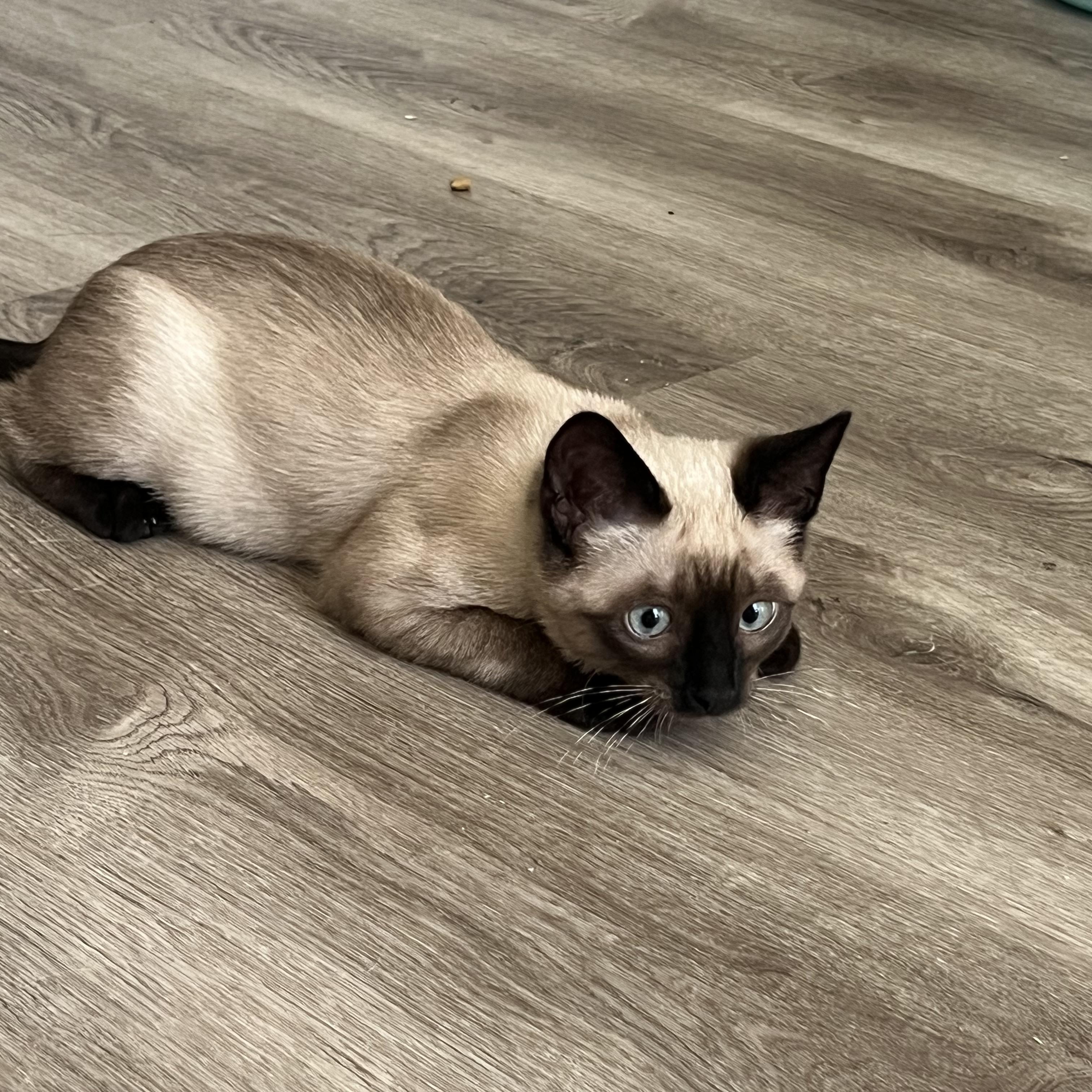 Kobe, an adopted Siamese in Fort Worth, TX image 3/4