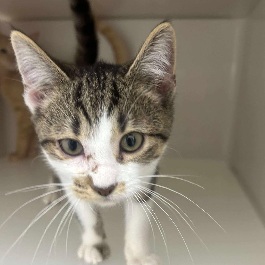 Enlarge Harbor, a Adoptable Domestic Short Hair in Rocky Mount, VA image 1/2