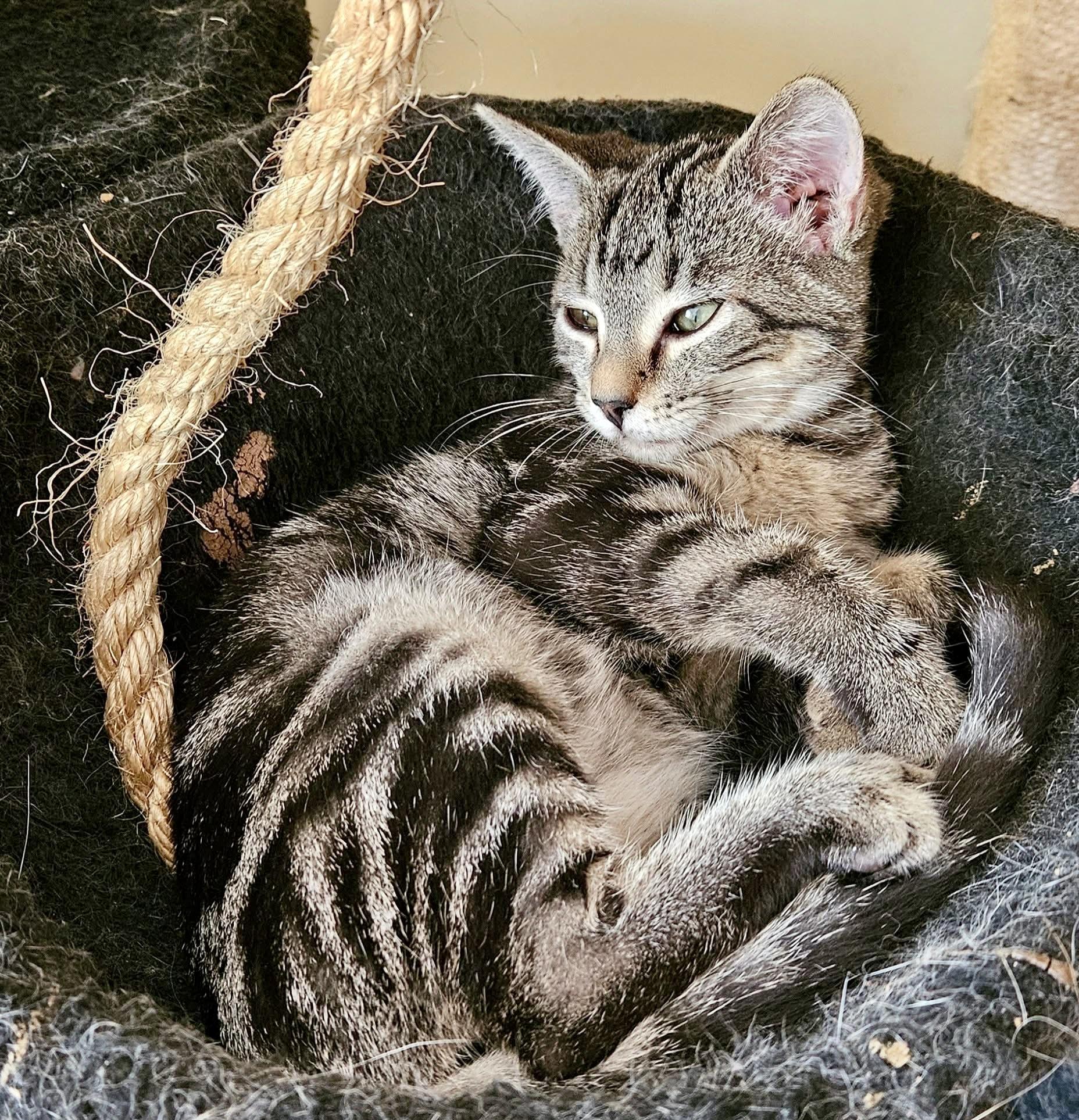 Ivanka (sister to Kai) 1