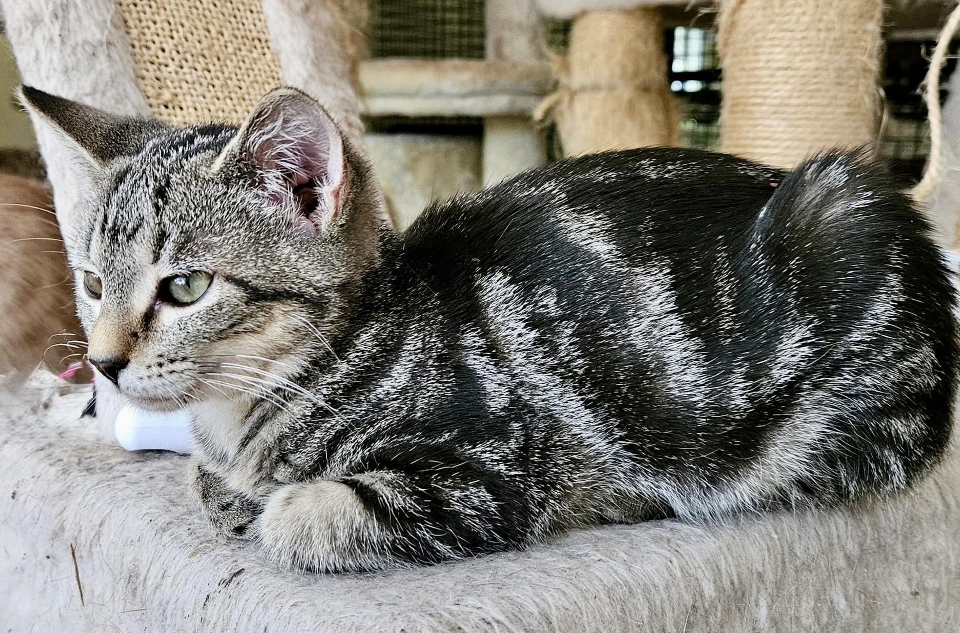 Ivanka (sister to Kai)