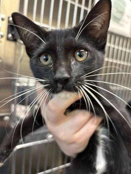 Enlarge Freestyle, a Adopted Domestic Short Hair in Charleston, SC image 1/1