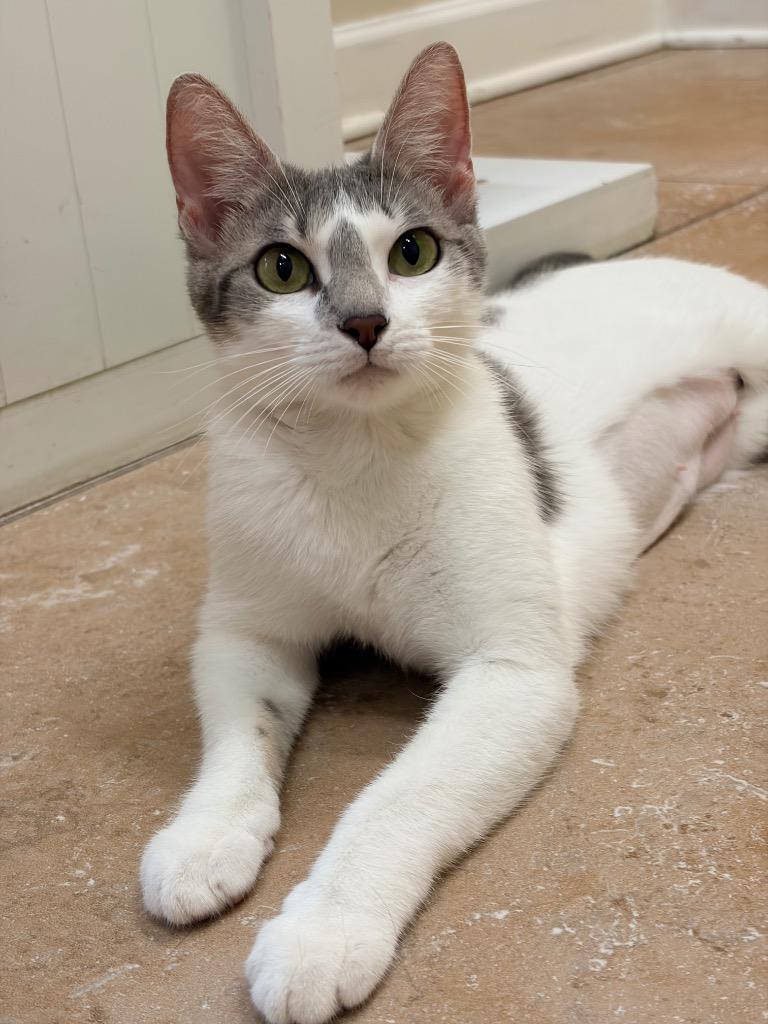 Arlo, a Adoptable mixed breed in Magnolia, TX image 2/4