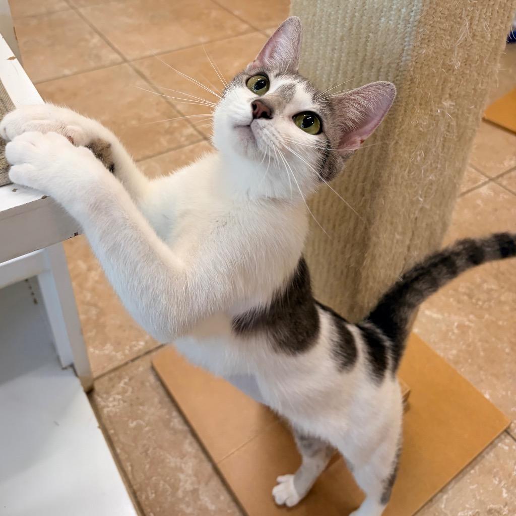Arlo, a Adoptable mixed breed in Magnolia, TX image 3/4