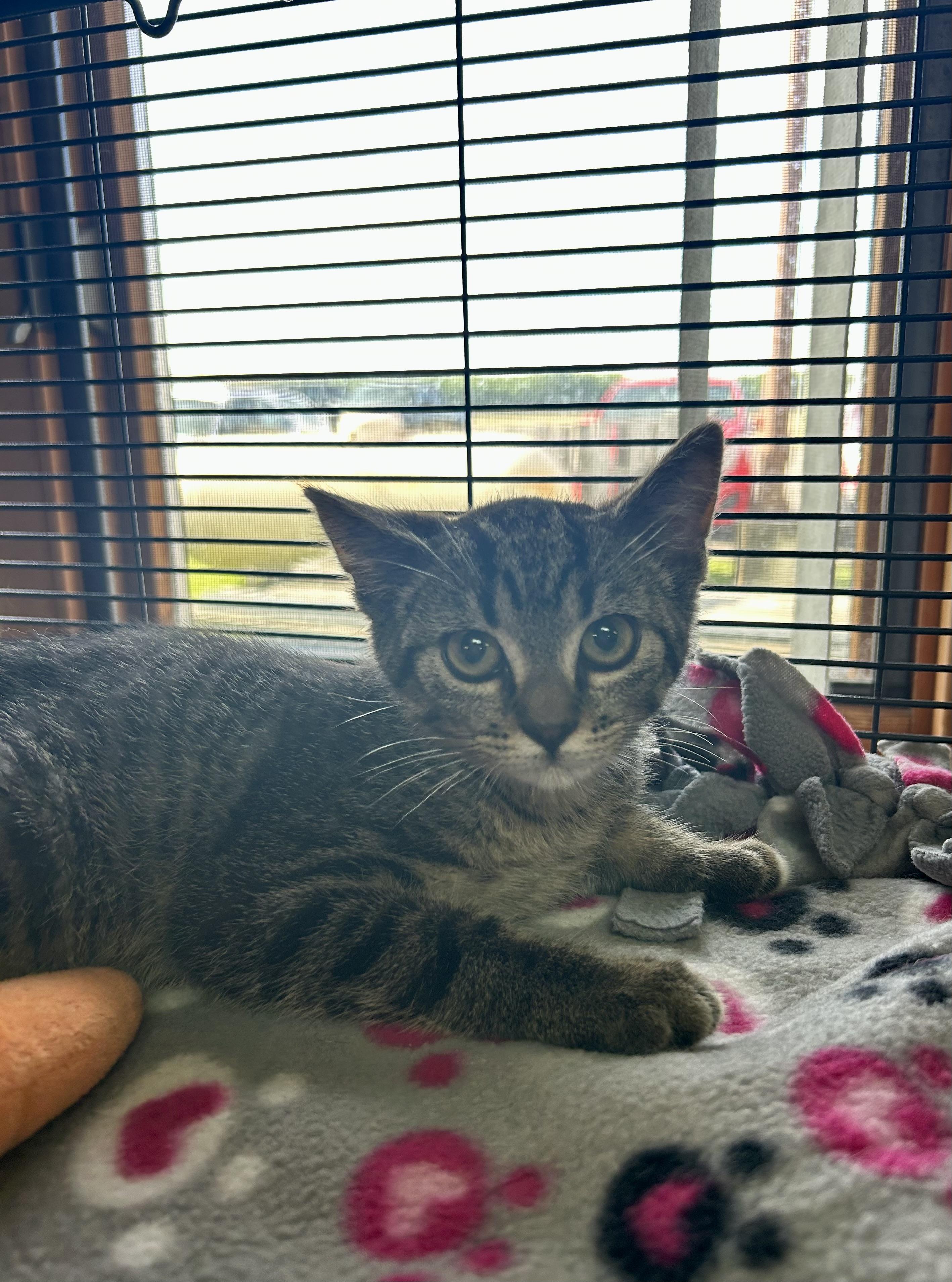 Enlarge Augustus Bert, a ADOPTABLE Domestic Short Hair in St. Clair, MI image 1/1