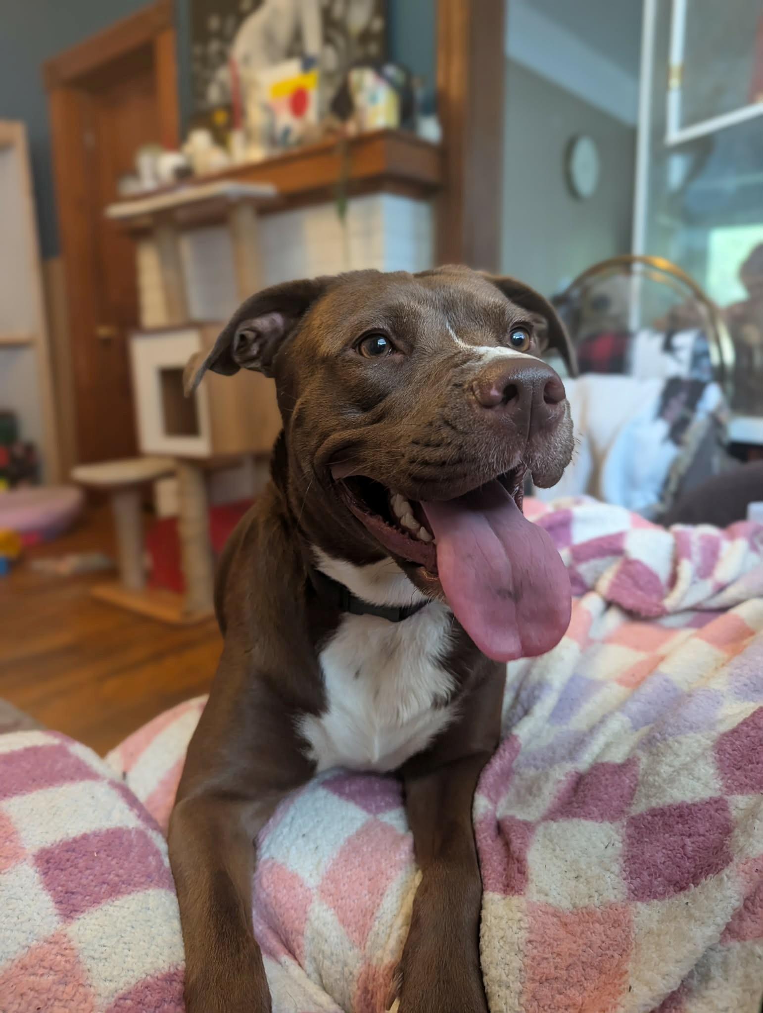 Enlarge Ella, a Adopted mixed breed in Sarnia, ON image 4/4