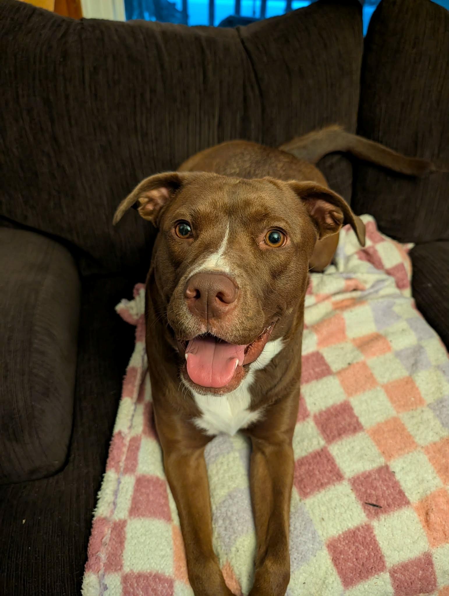 Enlarge Ella, a Adopted mixed breed in Sarnia, ON image 3/4
