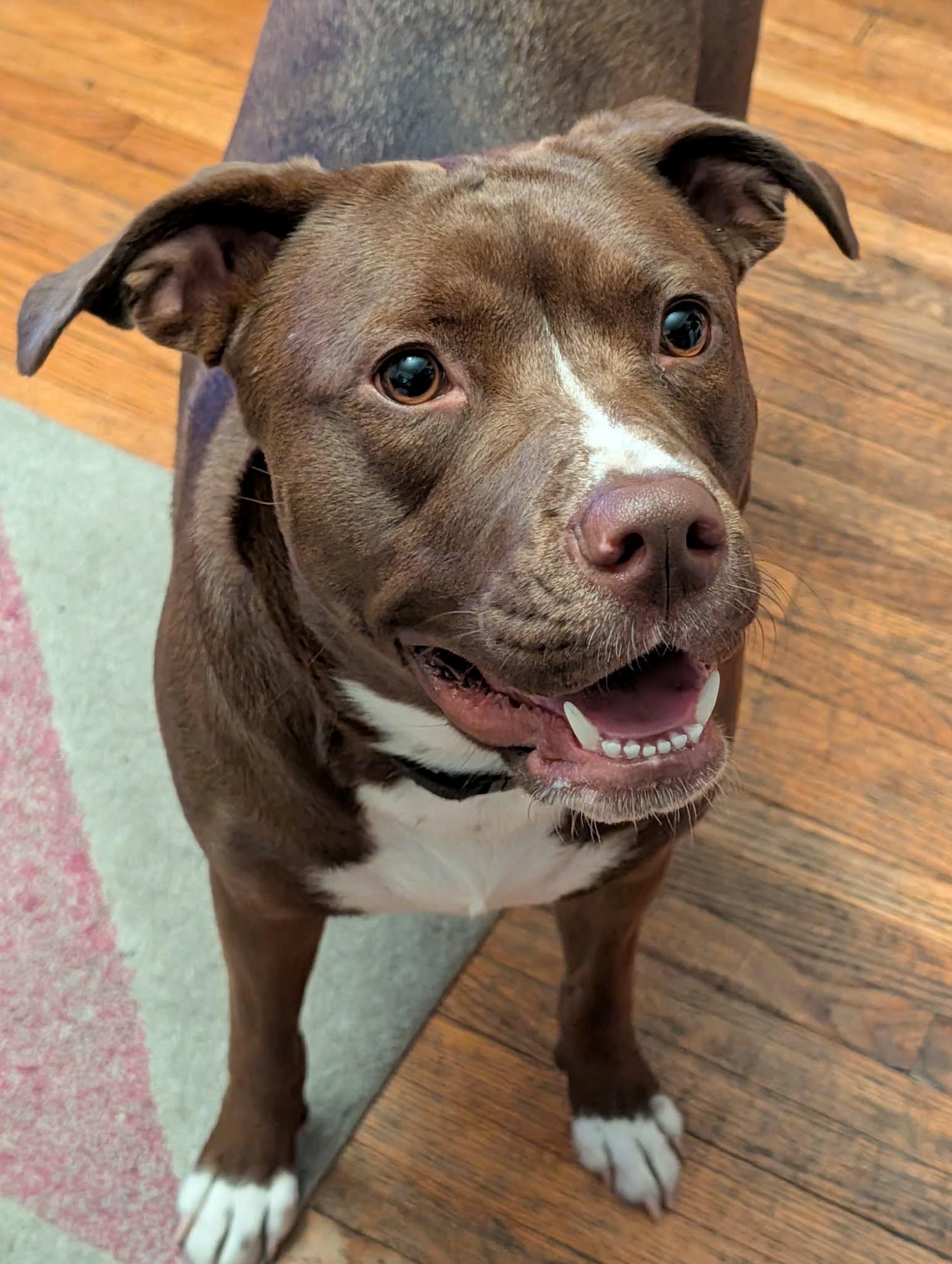 Ella, Adopted, Young Female English Bulldog.