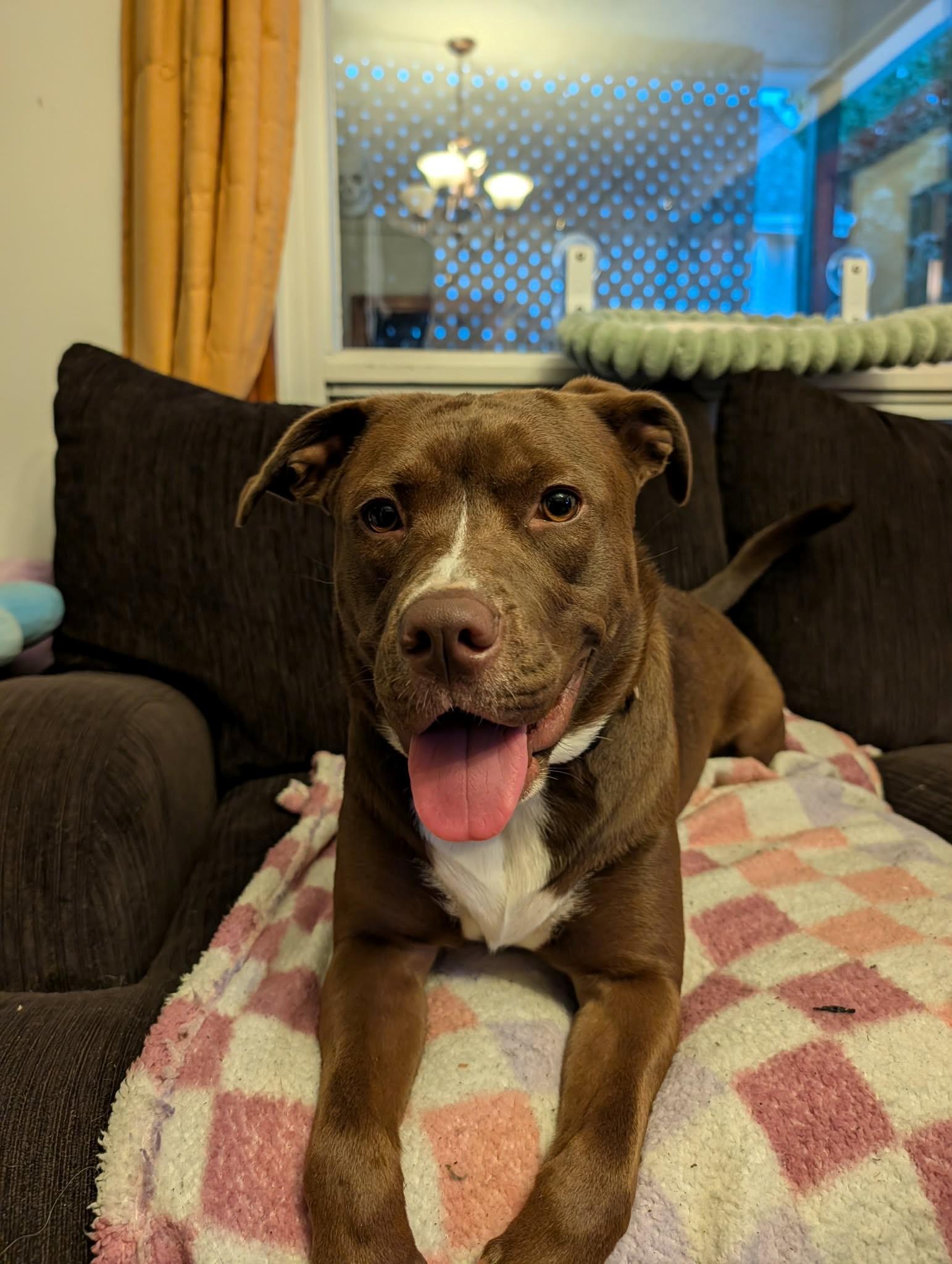 Enlarge Ella, a Adopted mixed breed in Sarnia, ON image 2/4