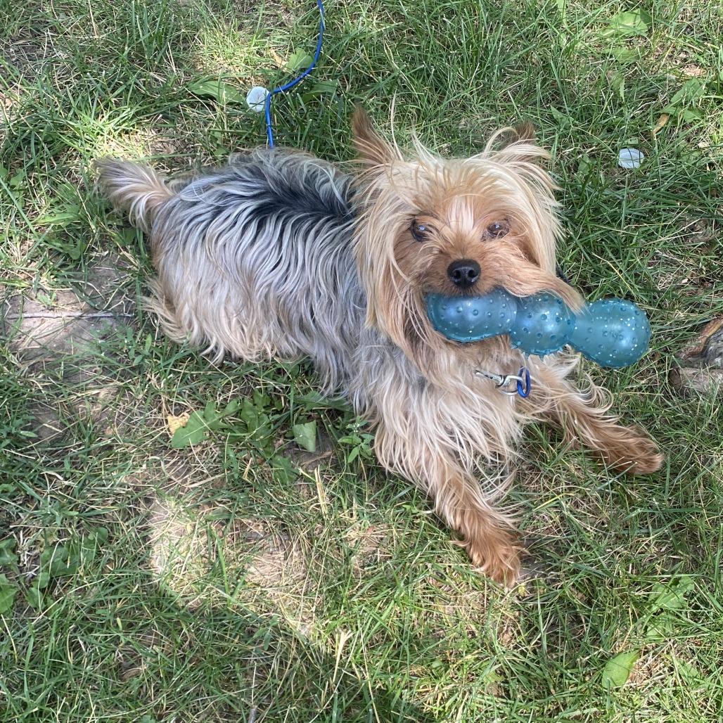 Zeus, Adoptable, Senior Male Yorkshire Terrier.