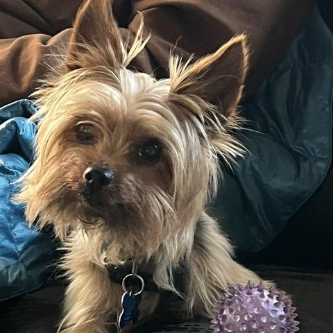 Enlarge Zeus, a Adoptable Yorkshire Terrier in Minneapolis, MN image 2/3