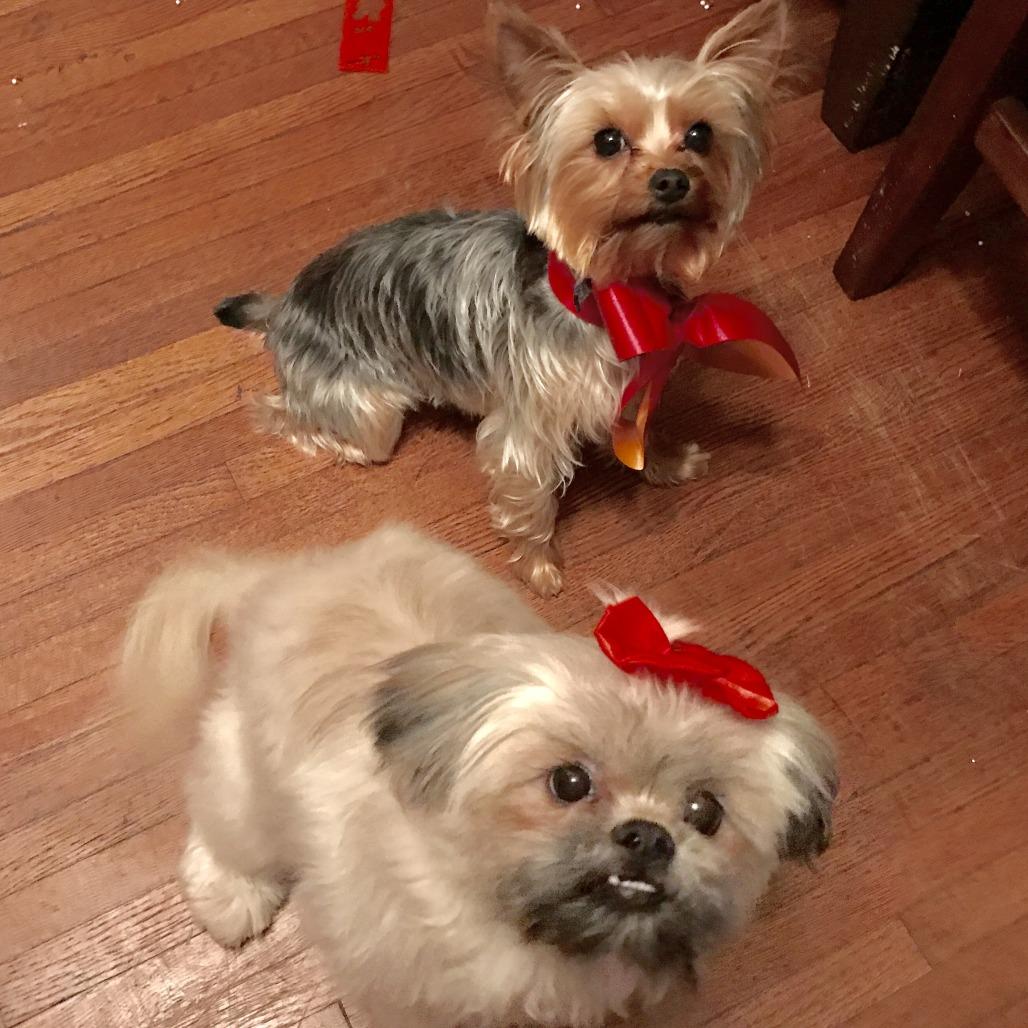 Enlarge Zeus, a Adoptable Yorkshire Terrier in Minneapolis, MN image 3/3