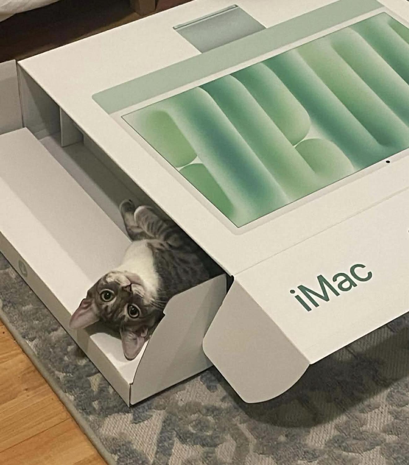 Arthur , Adoptable, Kitten Male Domestic Short Hair.