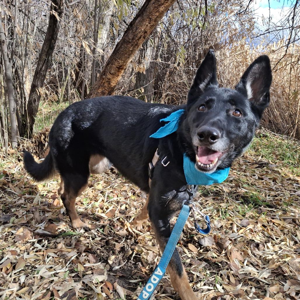 Remi, Adoptable, Adult Female German Shepherd Dog.