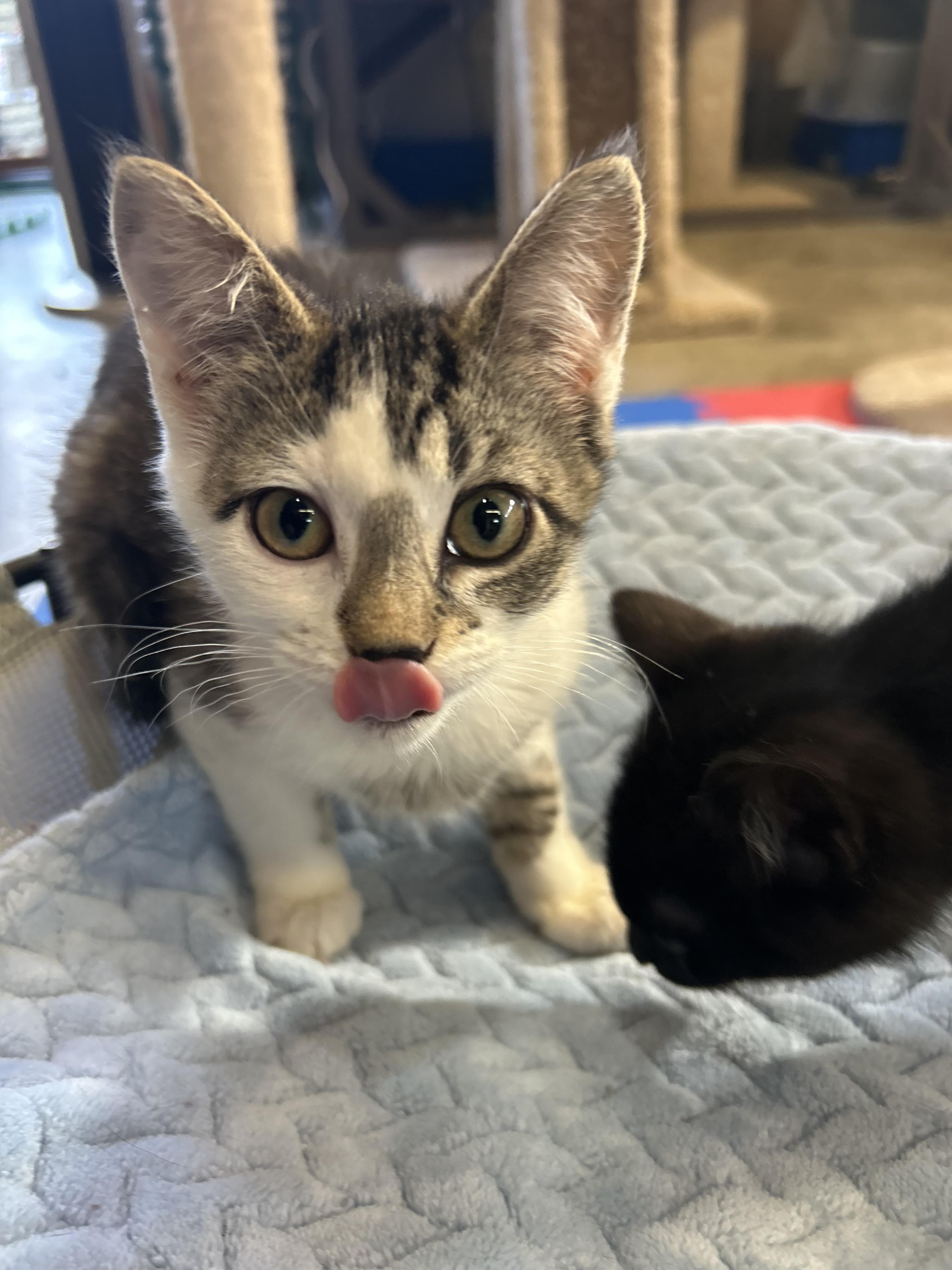 Enlarge Bam Bam, a Adoptable Domestic Short Hair in Tillamook, OR image 1/5