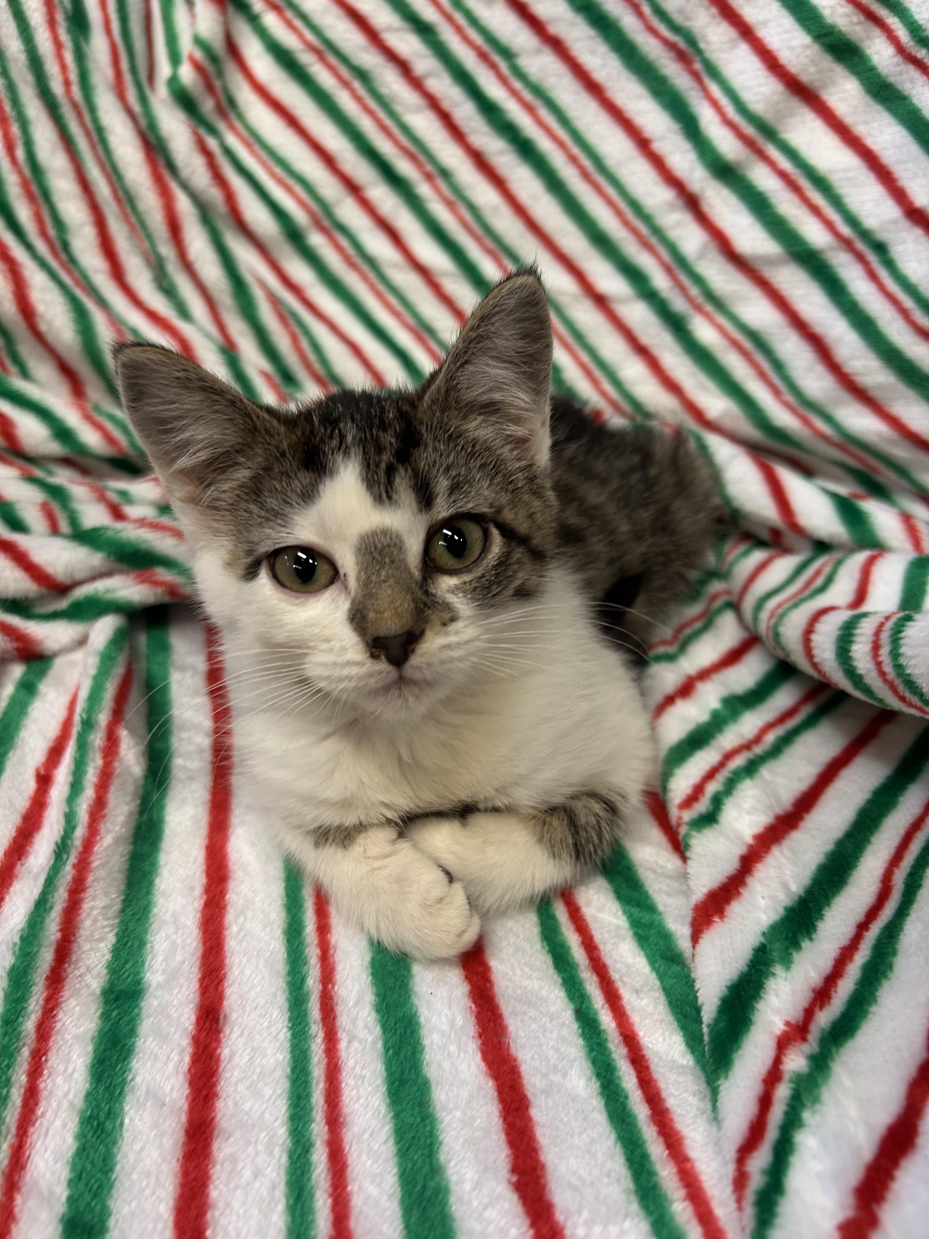 Enlarge Bam Bam, a Adoptable Domestic Short Hair in Tillamook, OR image 2/5