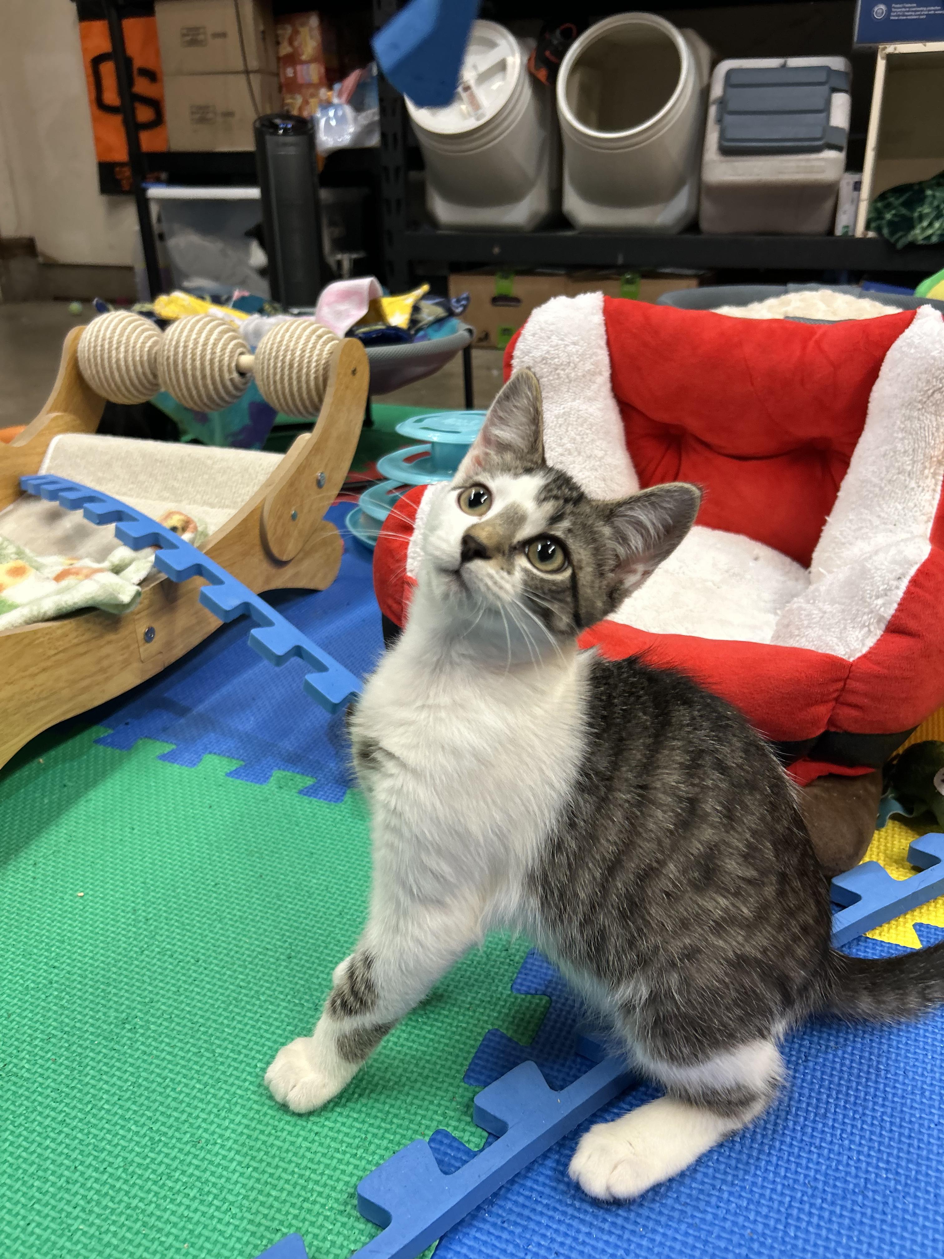 Enlarge Bam Bam, a Adoptable Domestic Short Hair in Tillamook, OR image 3/5