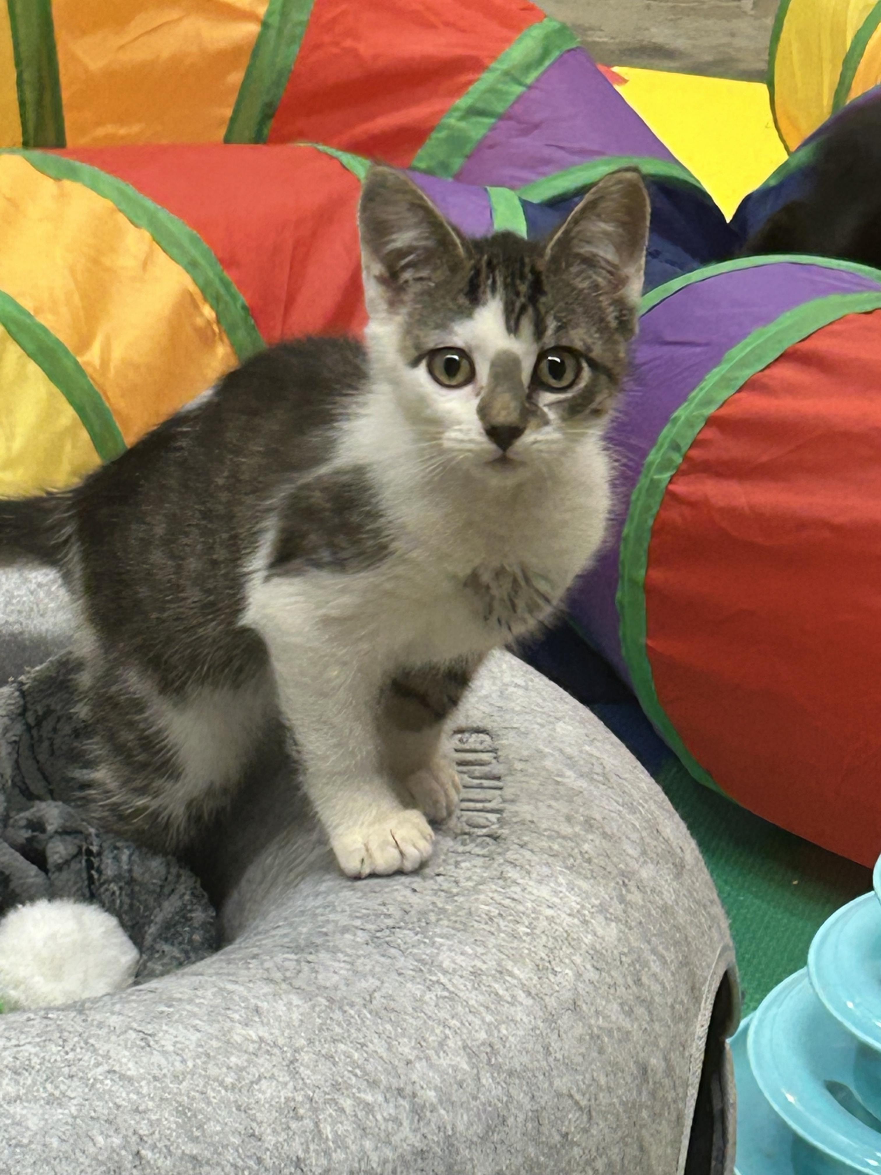 Enlarge Bam Bam, a Adoptable Domestic Short Hair in Tillamook, OR image 5/5