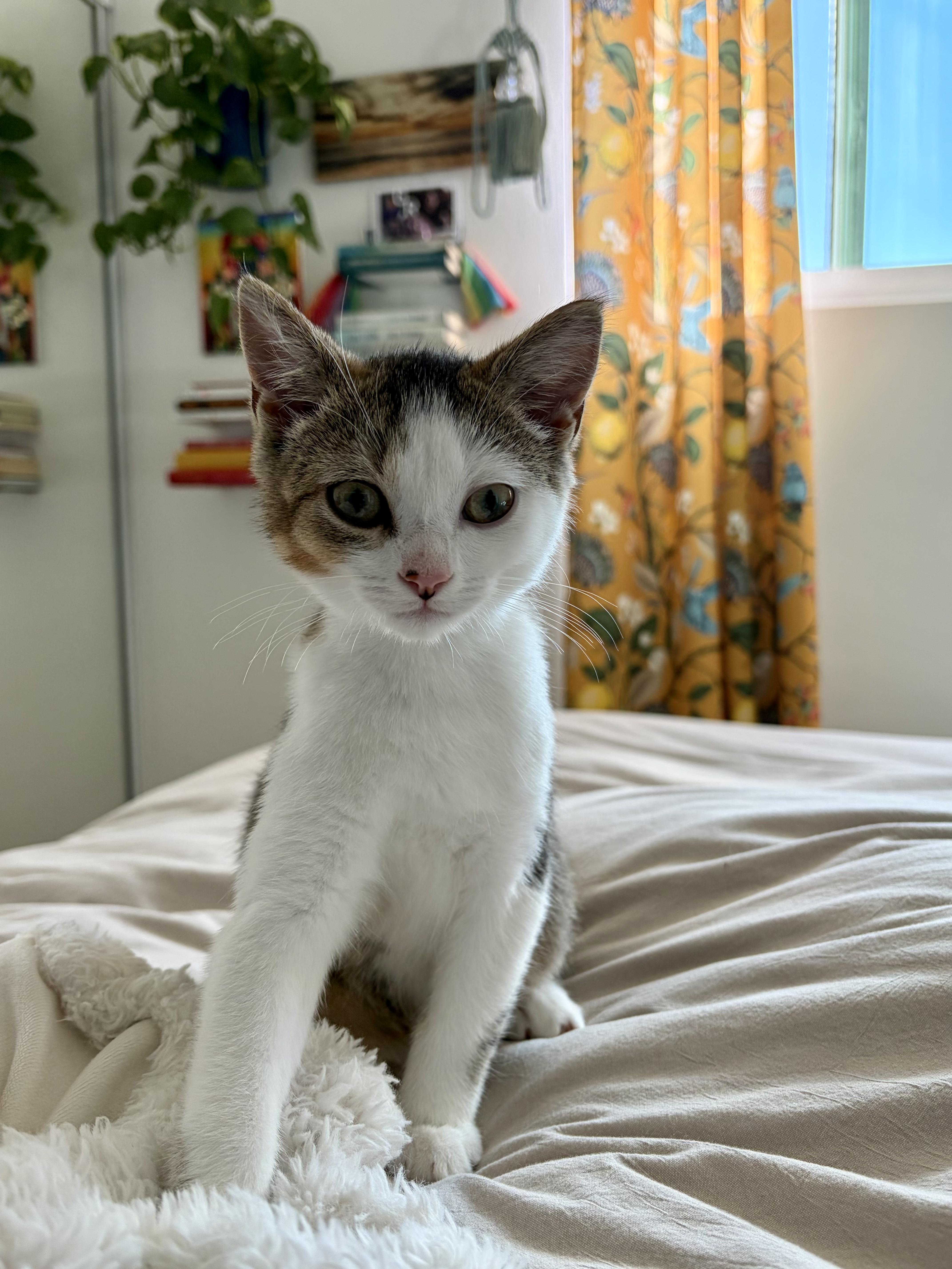 Bao Bao, a ADOPTABLE Domestic Short Hair in Long Beach, CA image 4/5
