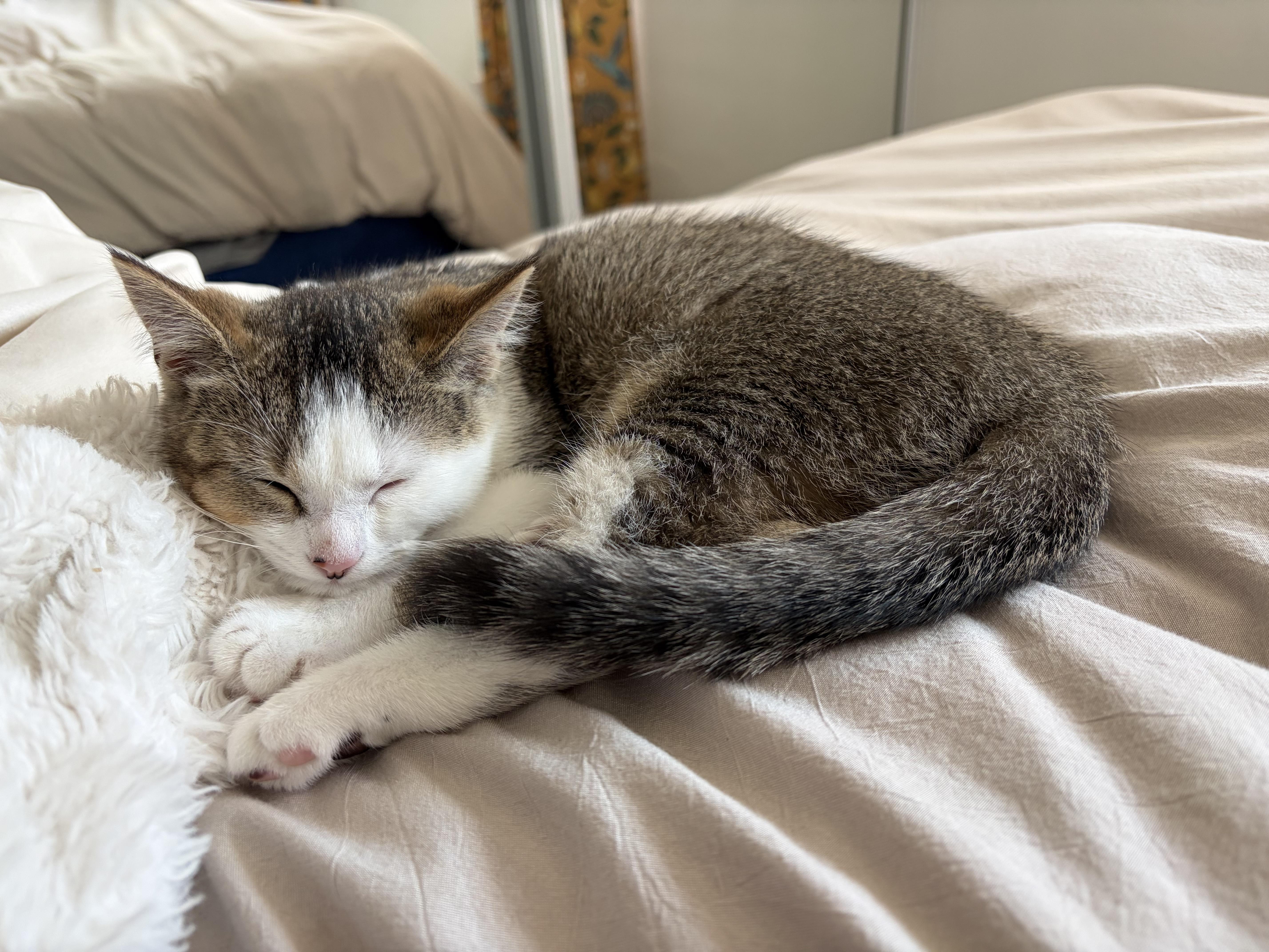 Bao Bao, a ADOPTABLE Domestic Short Hair in Long Beach, CA image 3/5