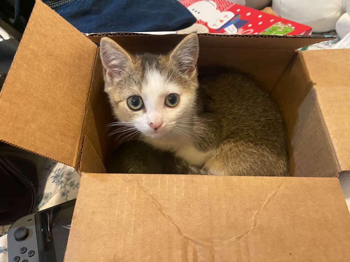 Bao Bao, ADOPTABLE, Kitten Male Domestic Short Hair.