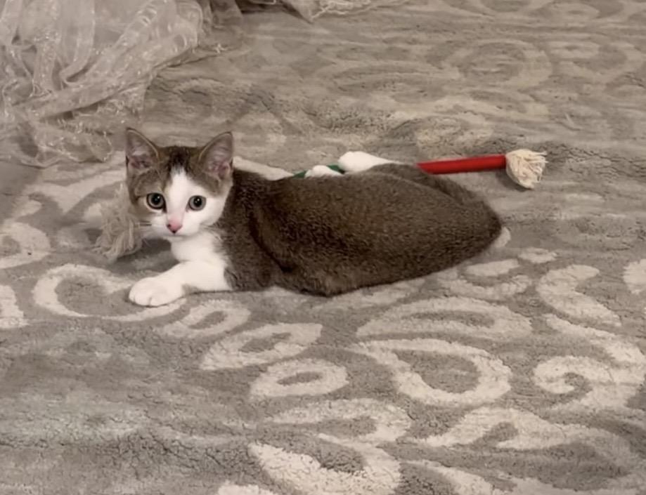 Bao Bao, a ADOPTABLE Domestic Short Hair in Long Beach, CA image 5/5