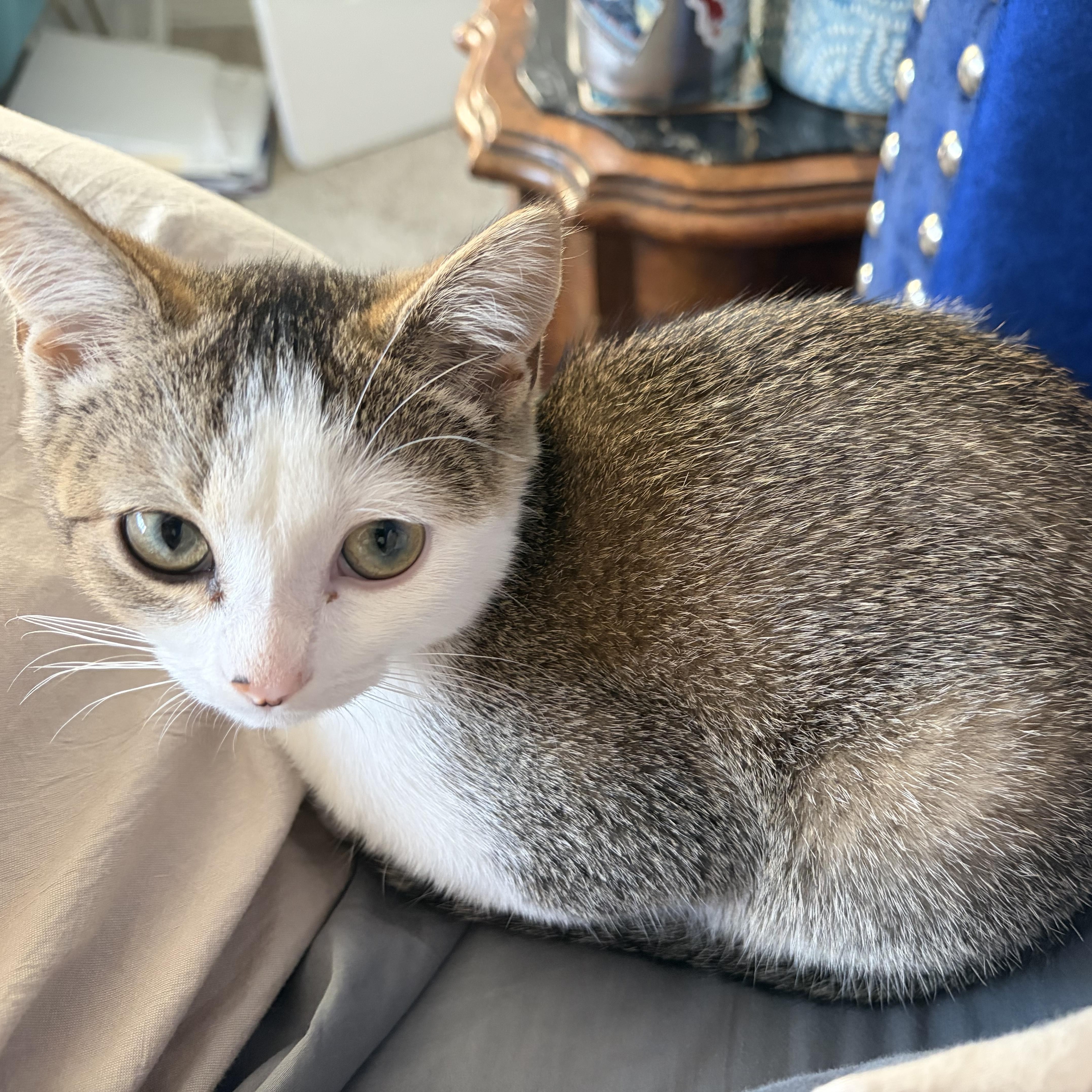 Bao Bao, a ADOPTABLE Domestic Short Hair in Long Beach, CA image 2/5