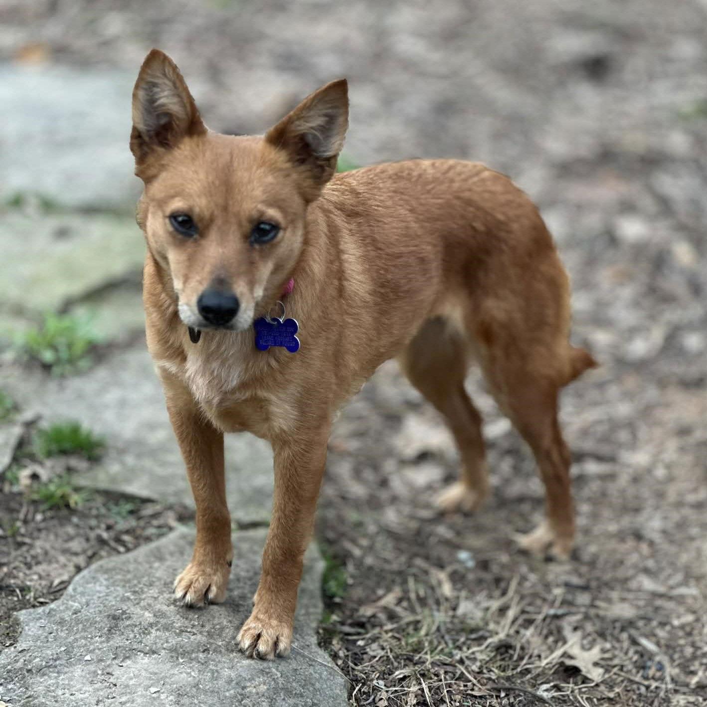 Enlarge Kit, a Adoptable mixed breed in Cookeville, TN image 1/3