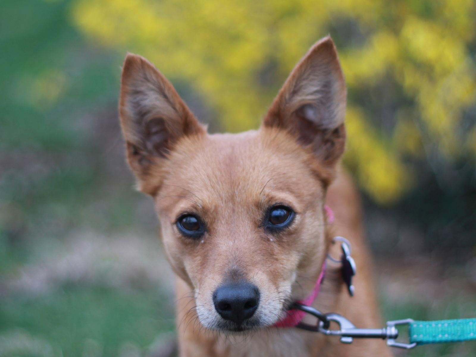 Kit, Adoptable, Adult Female Chihuahua & Rat Terrier.