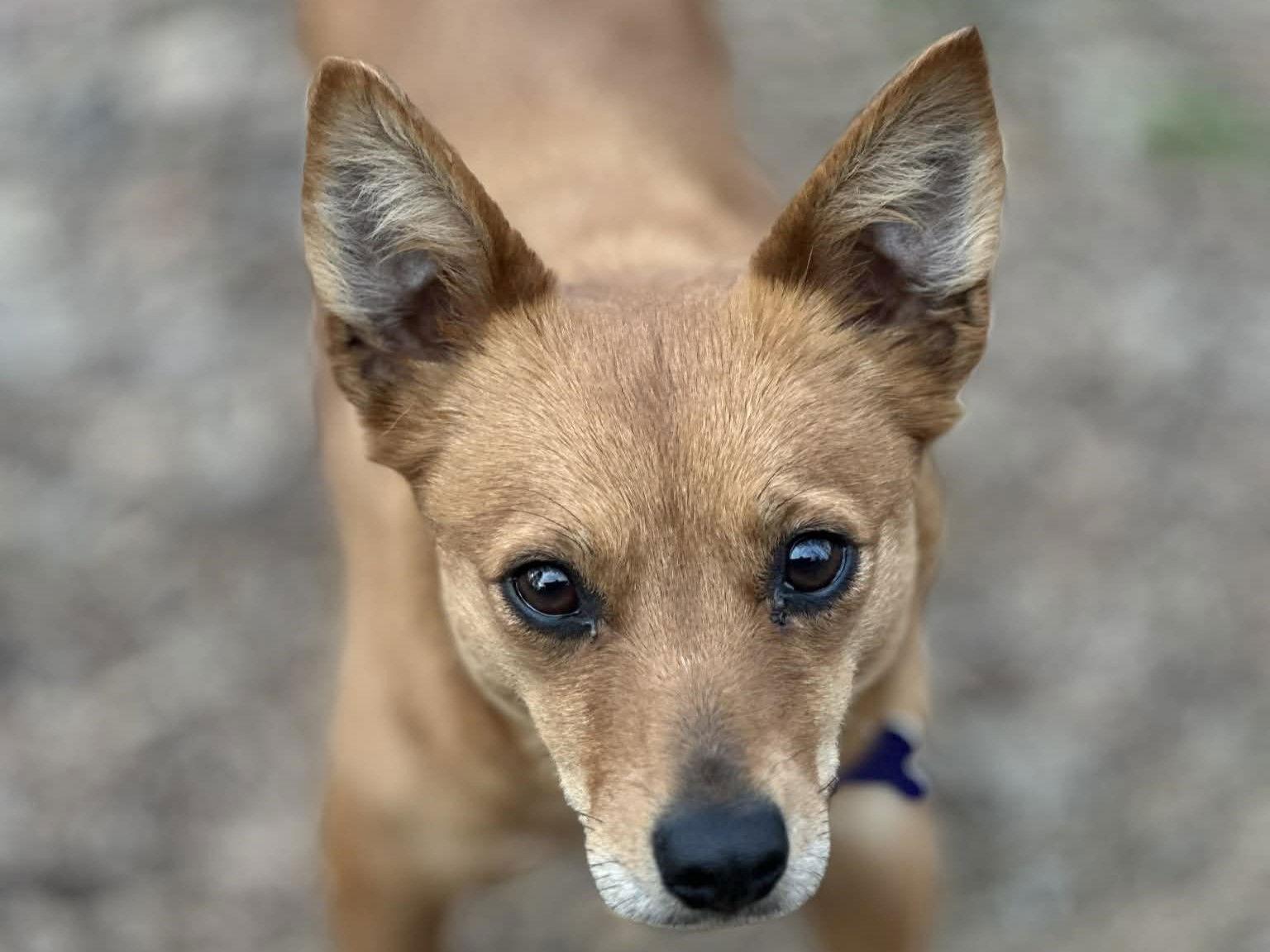Enlarge Kit, a Adoptable mixed breed in Cookeville, TN image 2/3
