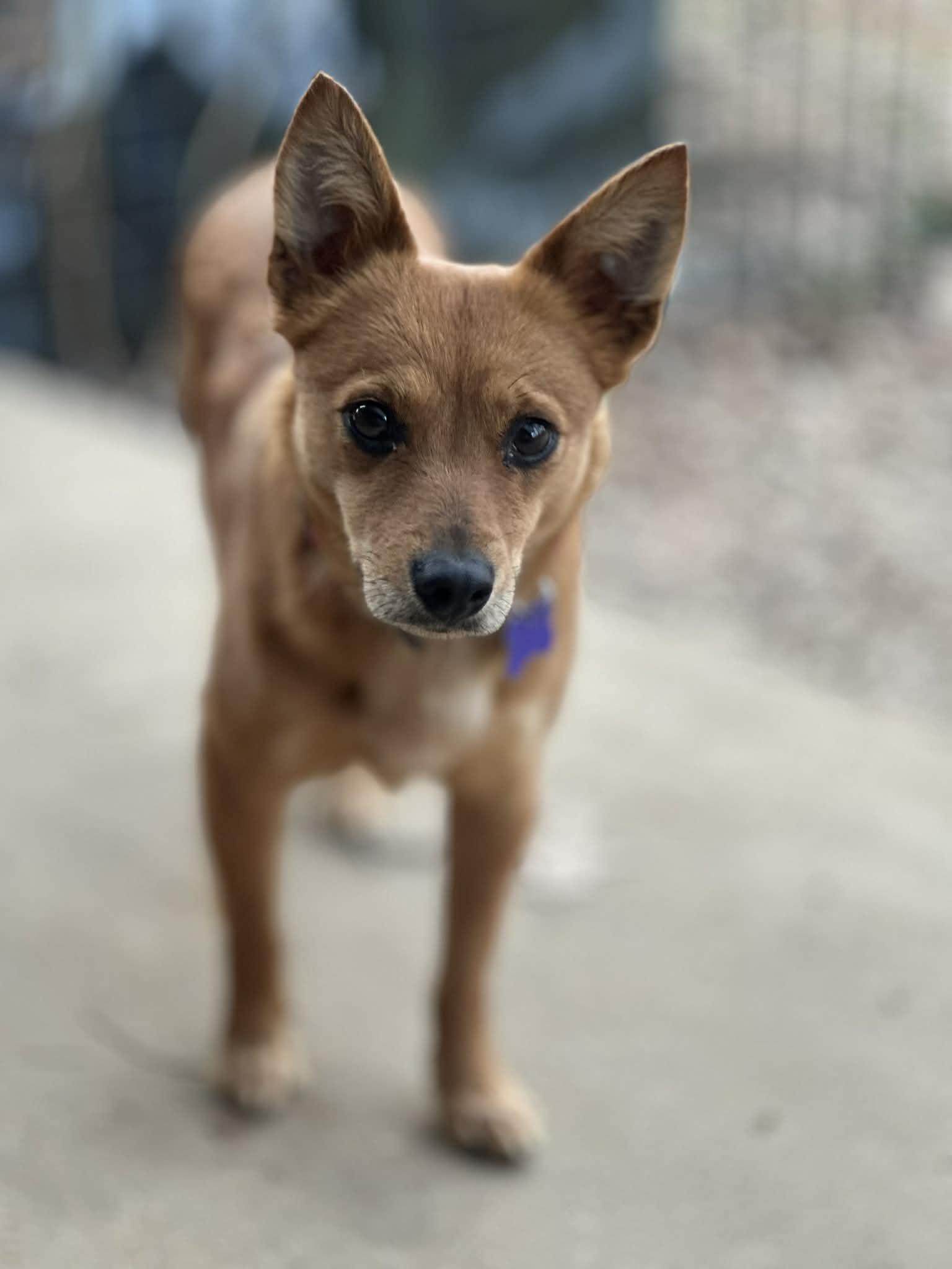 Enlarge Kit, a Adoptable mixed breed in Cookeville, TN image 3/3