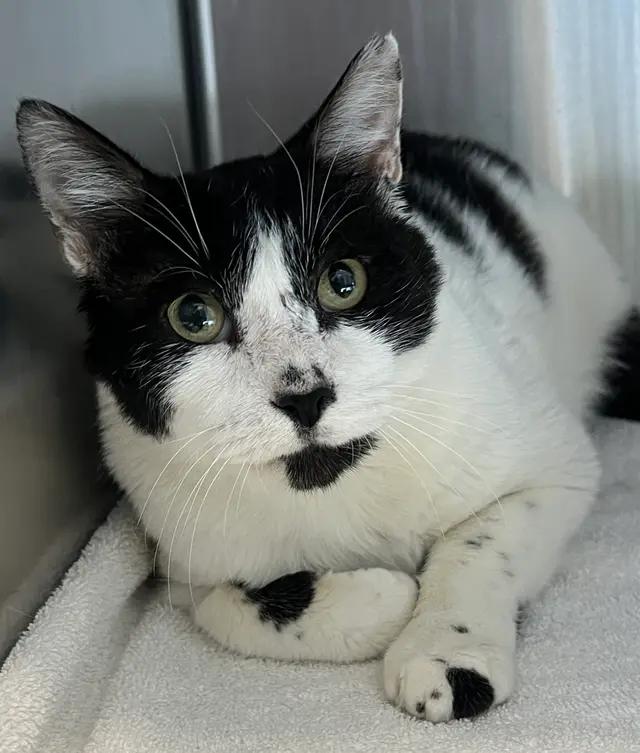 Buddy, Adopted, Senior Male Domestic Short Hair.