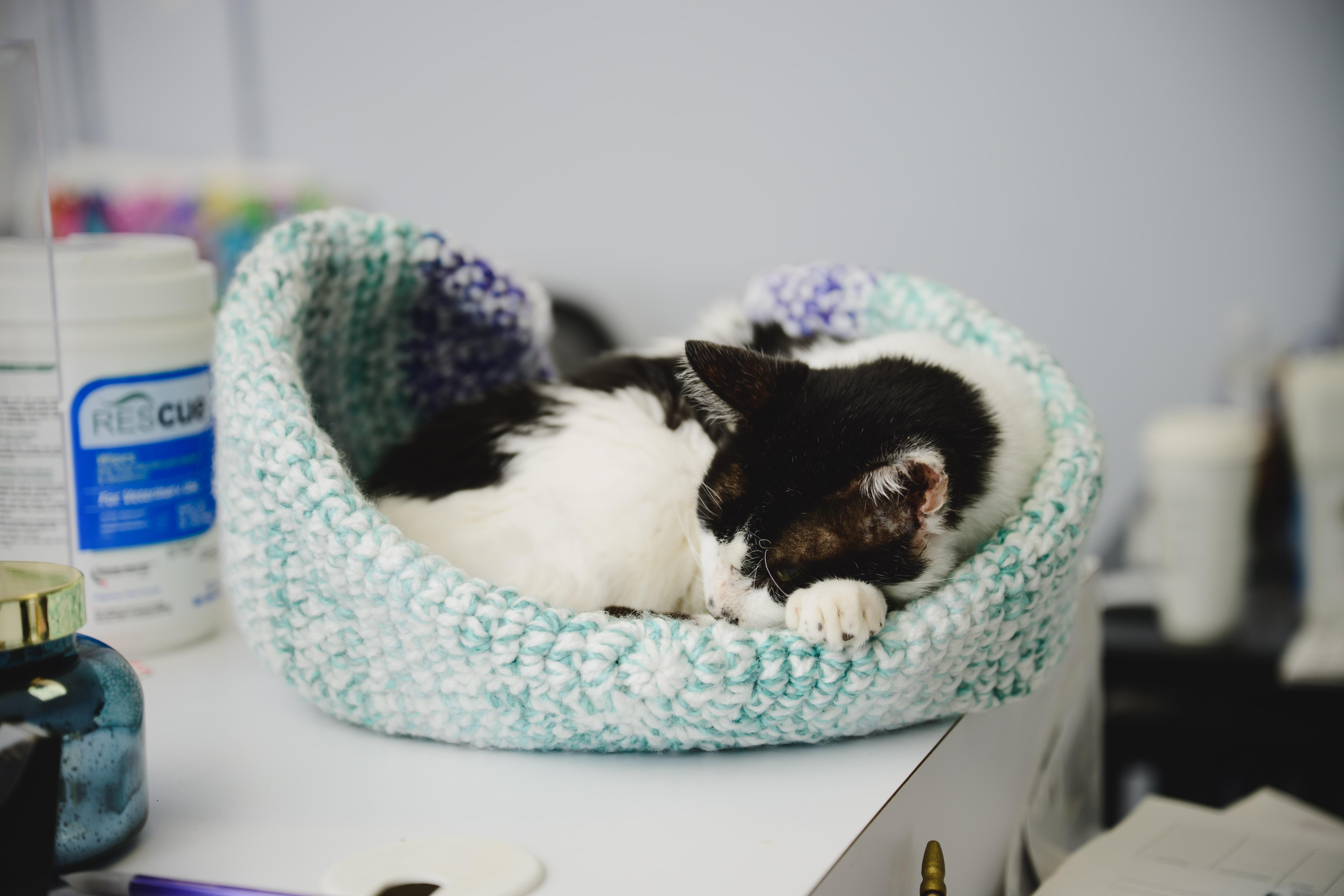 Buddy, a Adopted Domestic Short Hair in Honolulu, HI image 2/6