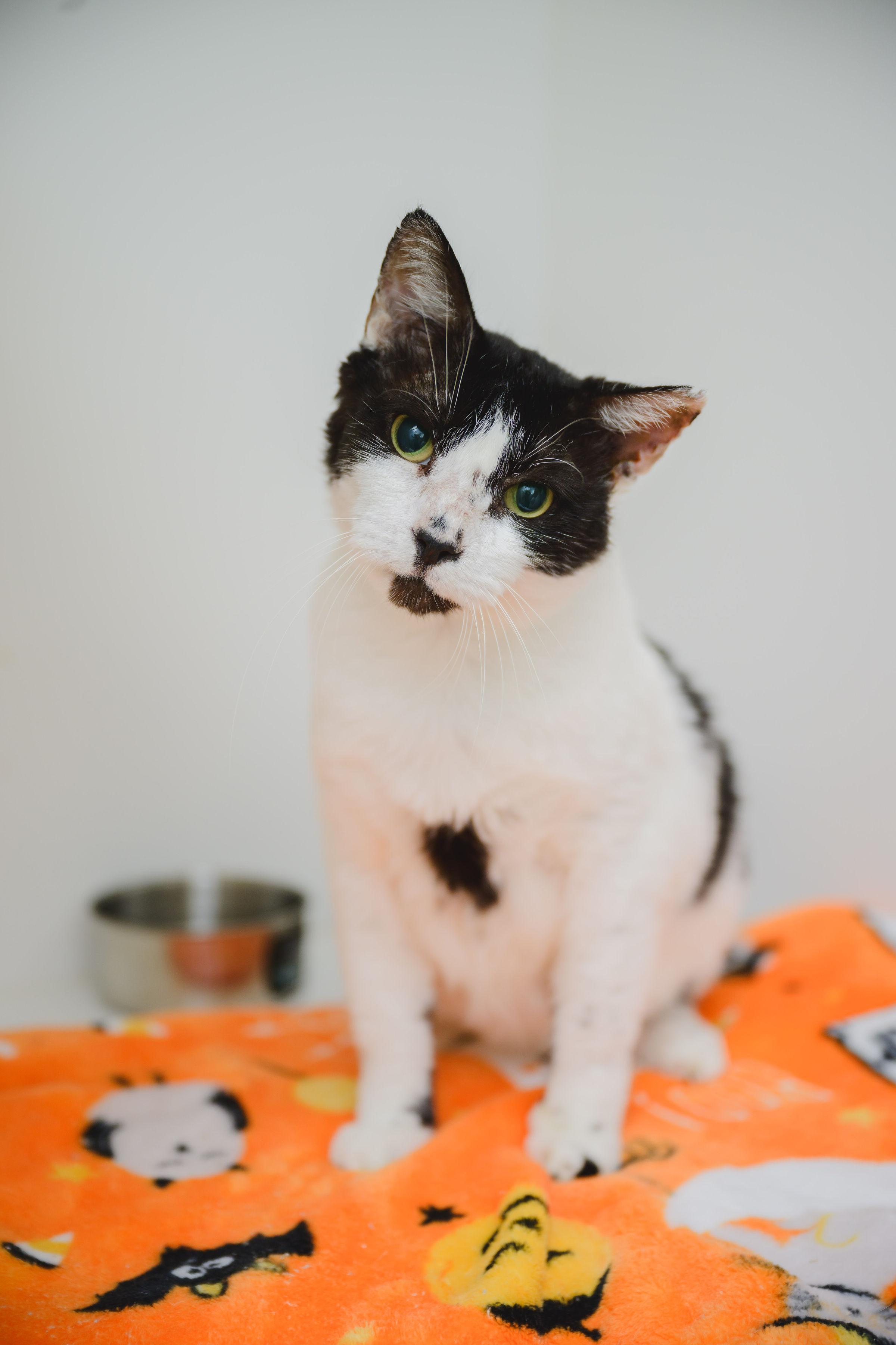 Buddy, a Adopted Domestic Short Hair in Honolulu, HI image 3/6