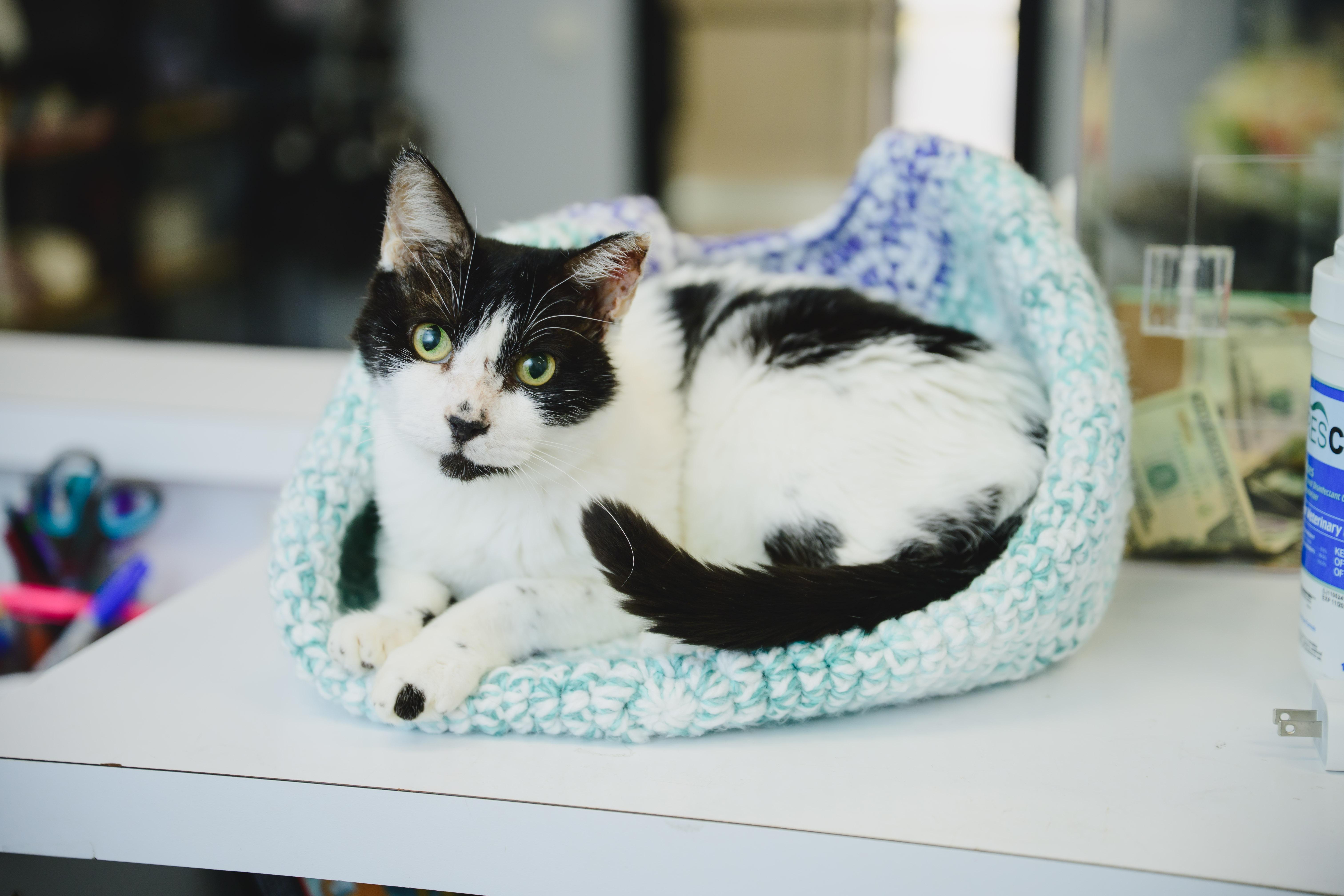 Buddy, a Adopted Domestic Short Hair in Honolulu, HI image 4/6