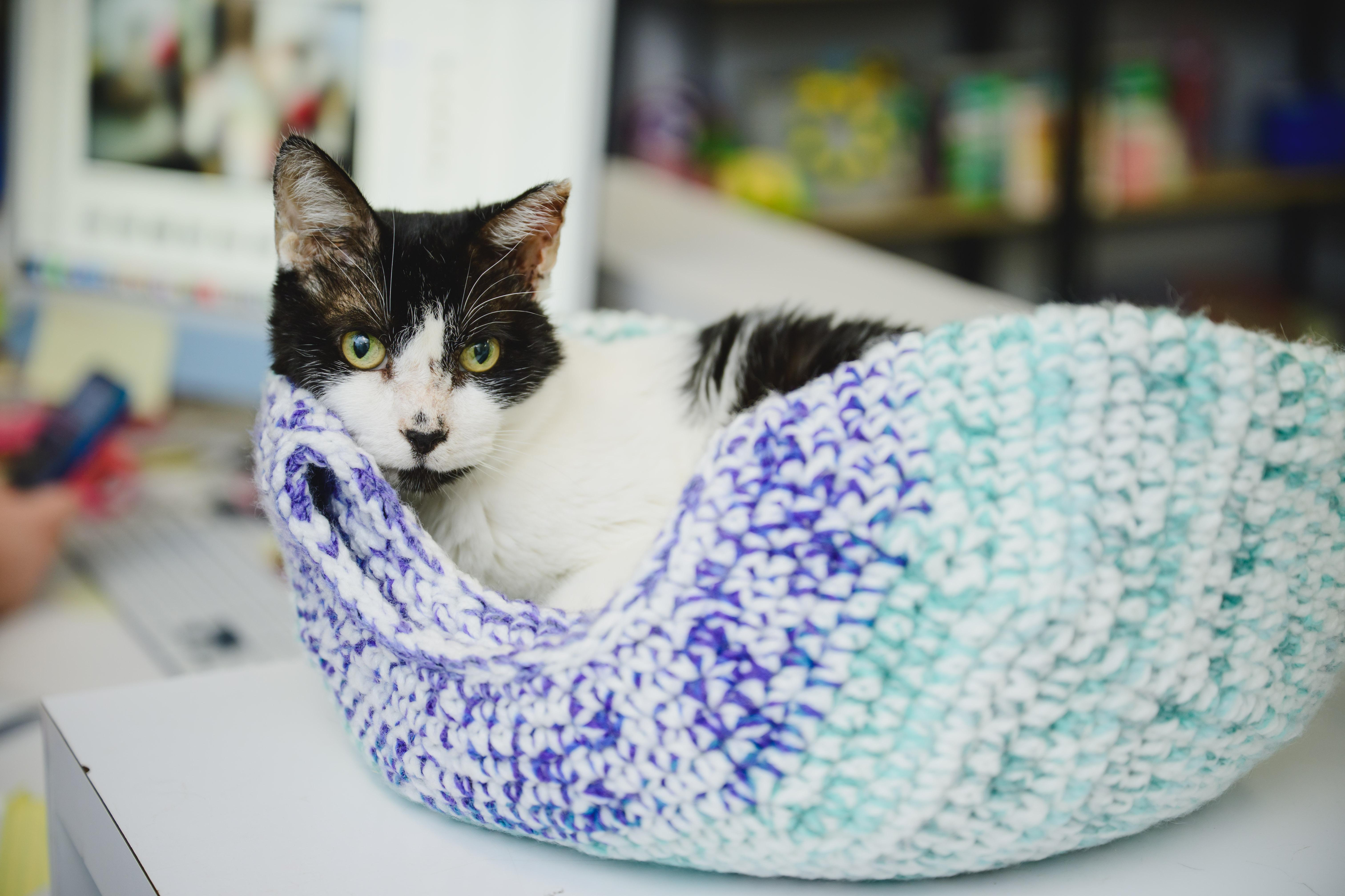 Buddy, a Adopted Domestic Short Hair in Honolulu, HI image 5/6