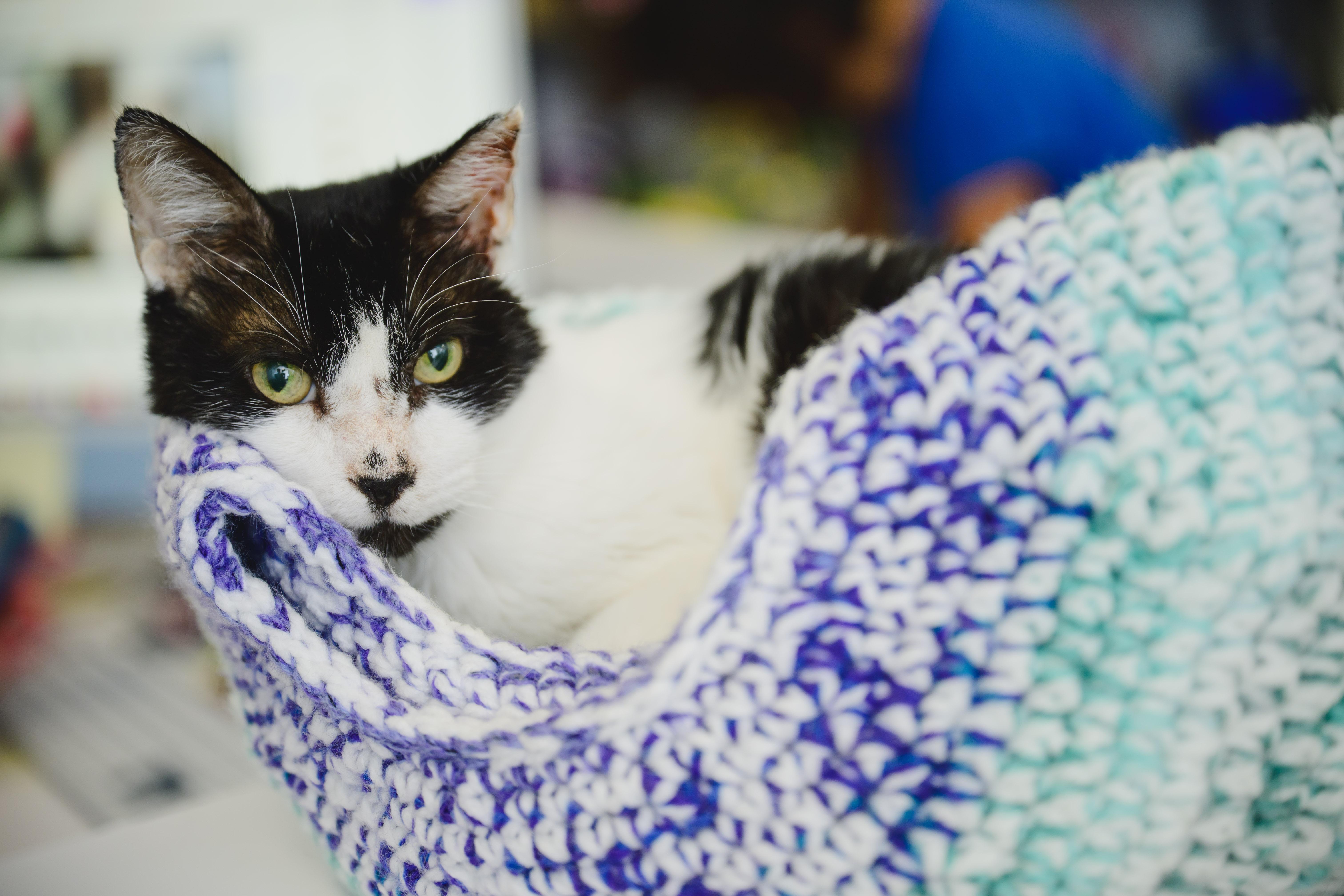 Buddy, a Adopted Domestic Short Hair in Honolulu, HI image 6/6